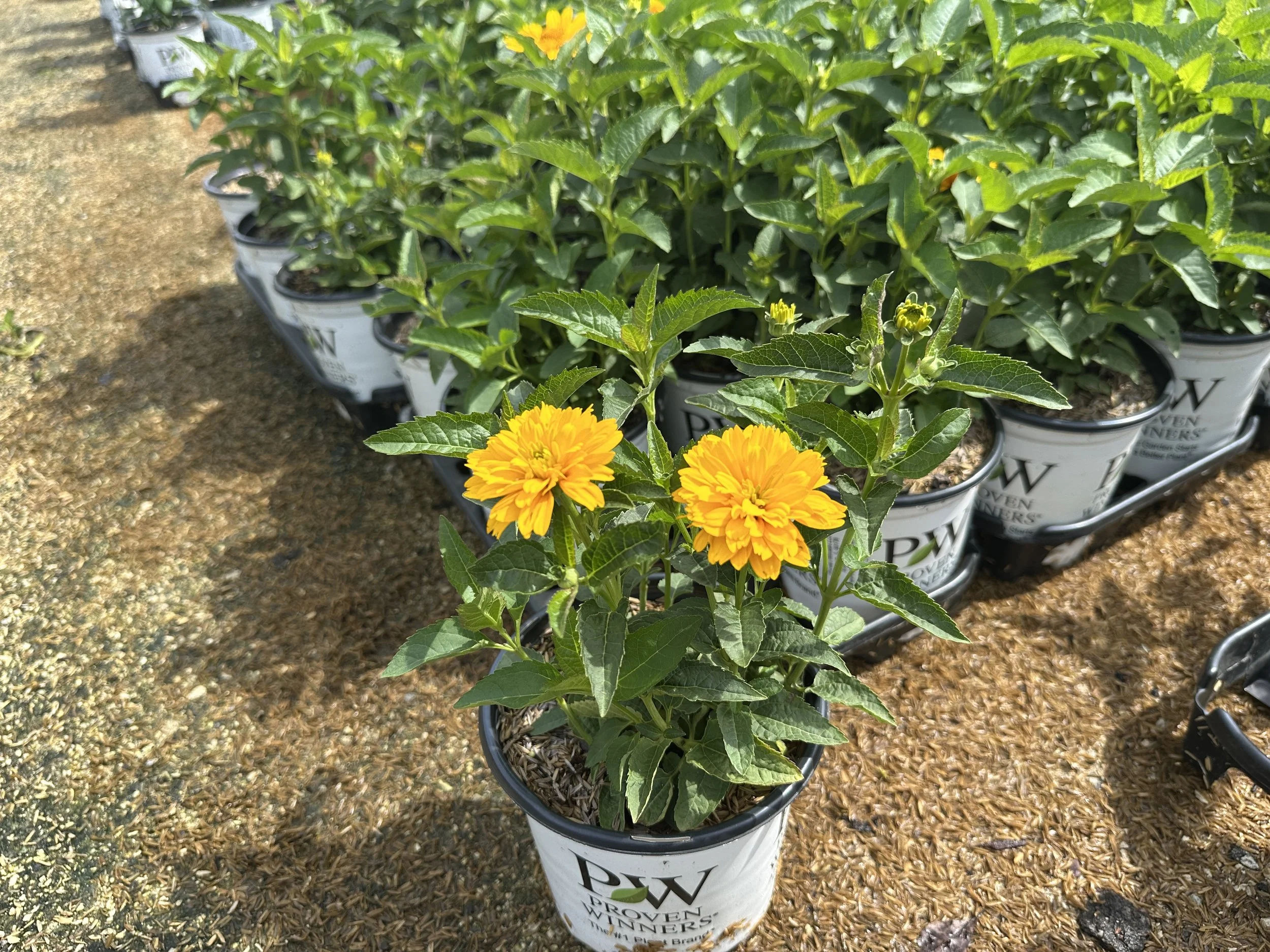 Heliopsis Rays for Days.JPG