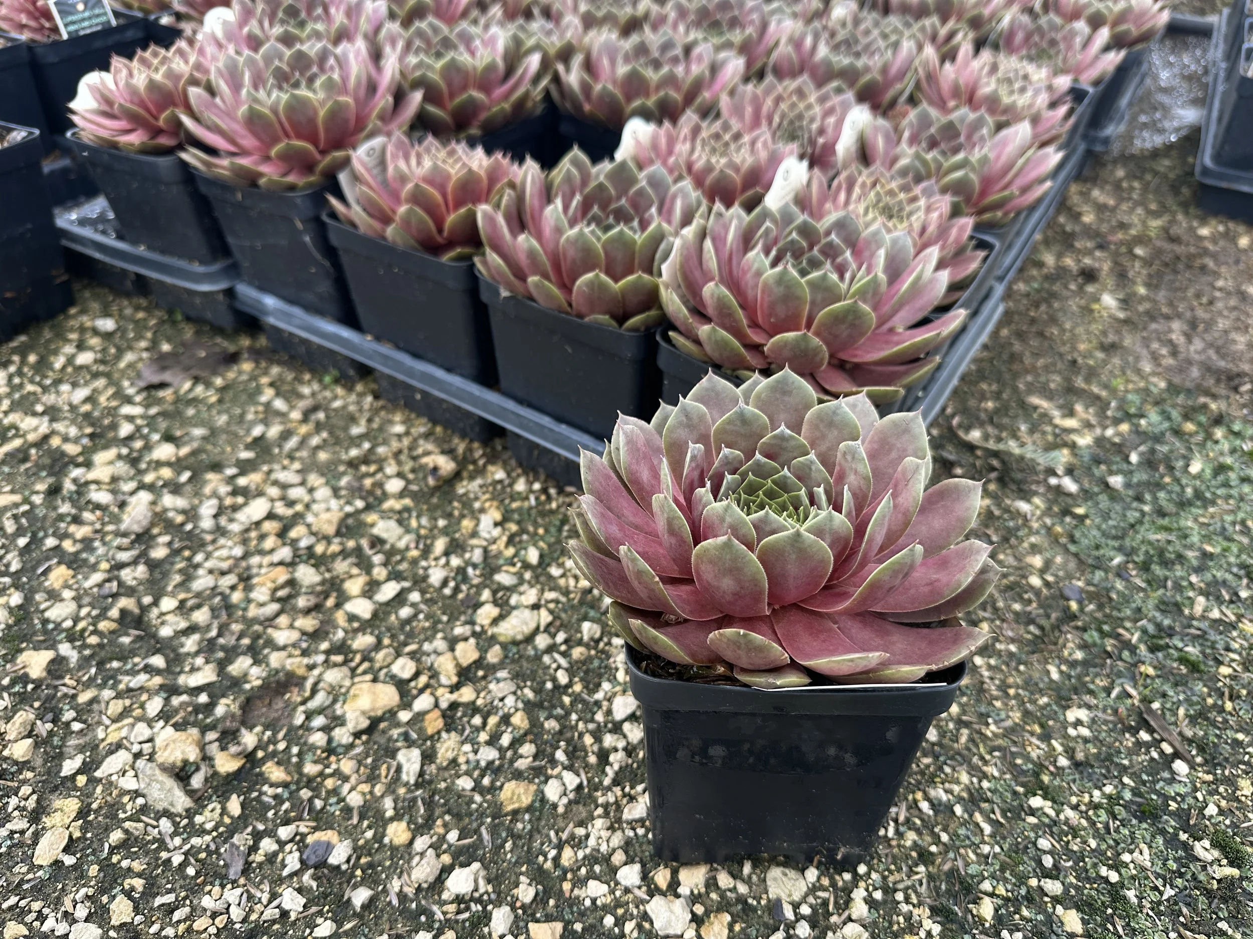 Sempervivum Supersemps Ruby.JPG
