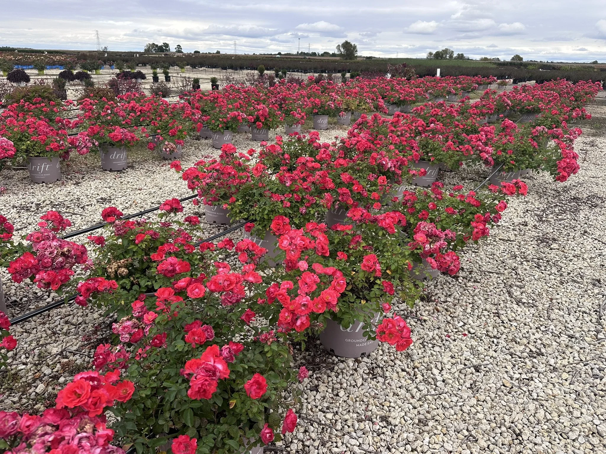 Rosa Coral Drift® 'Meidrifora' PP19148