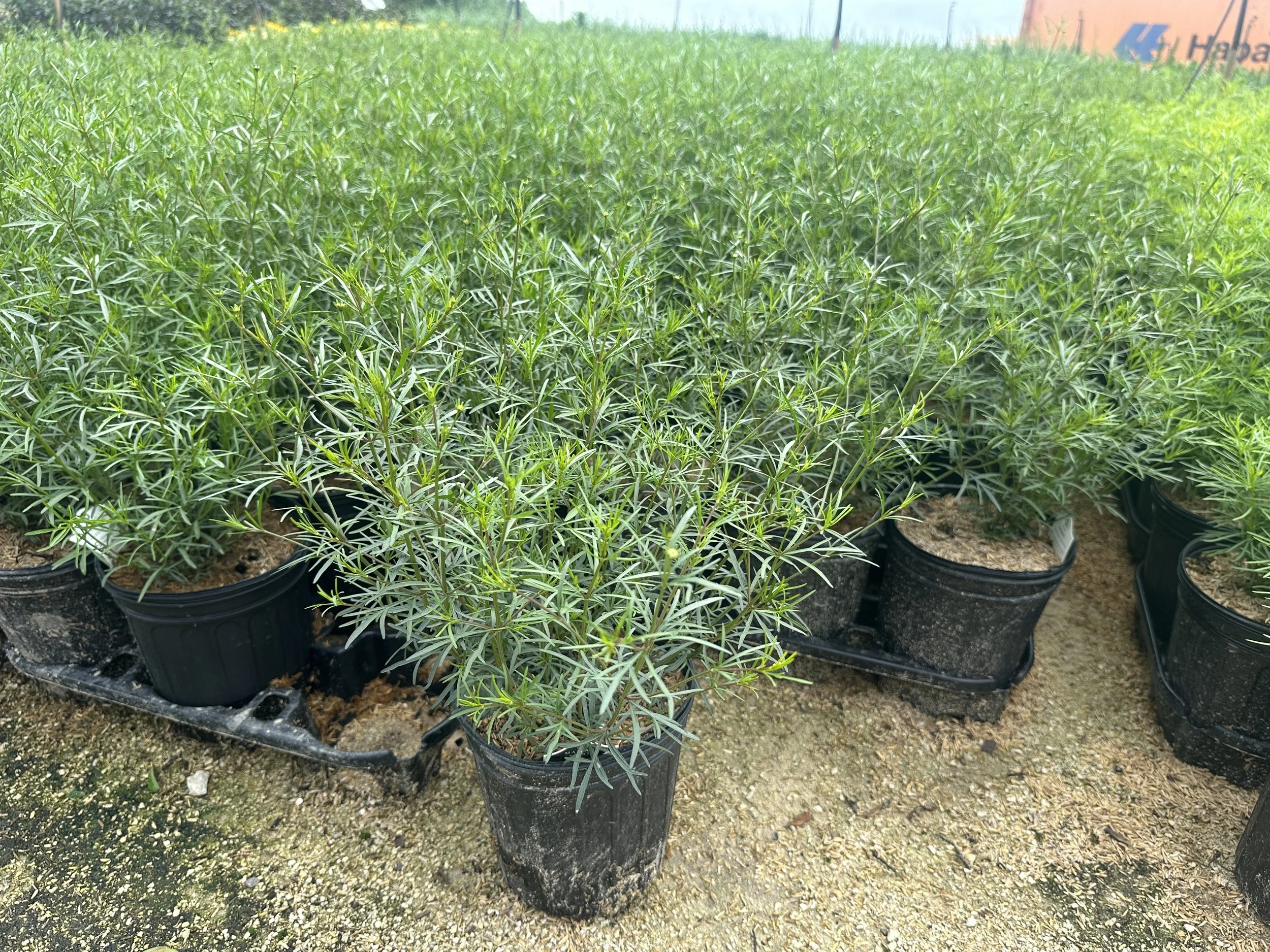 Coreopsis verticillata 'Moonbeam'