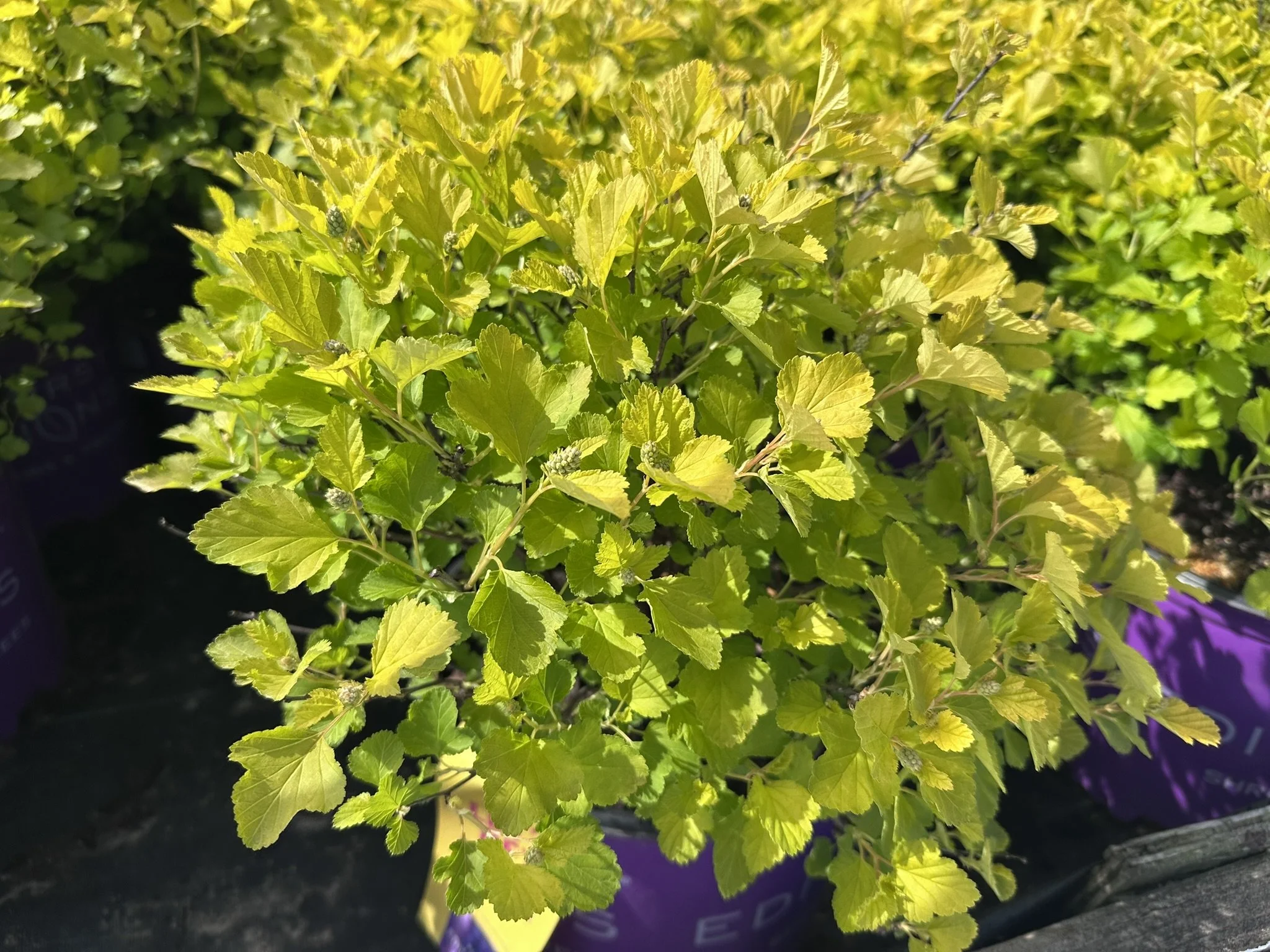 Physocarpus op. Honeycomb® 'ZLENora' PP34624