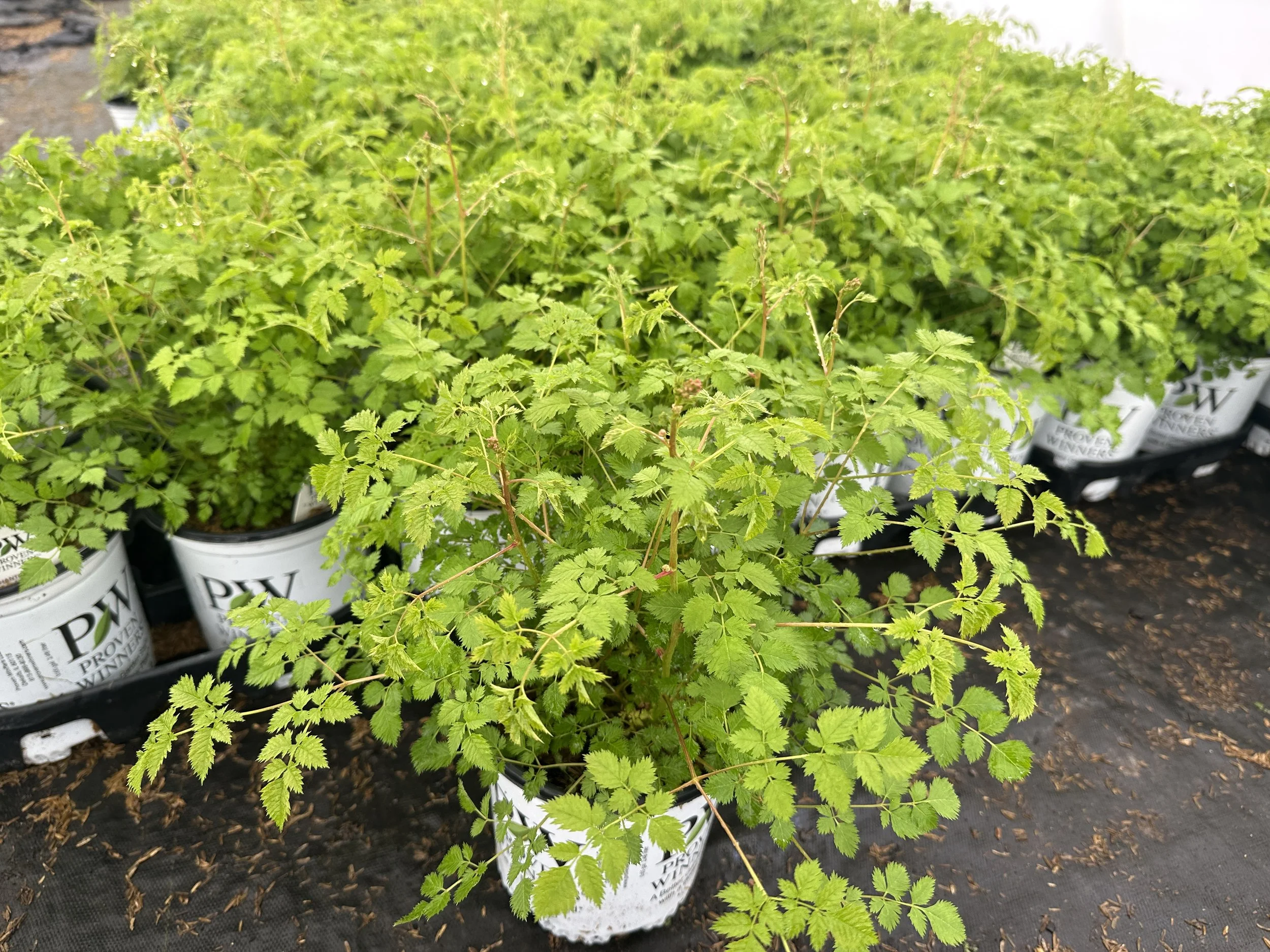 Aruncus 'Chantilly Lace' PP30740