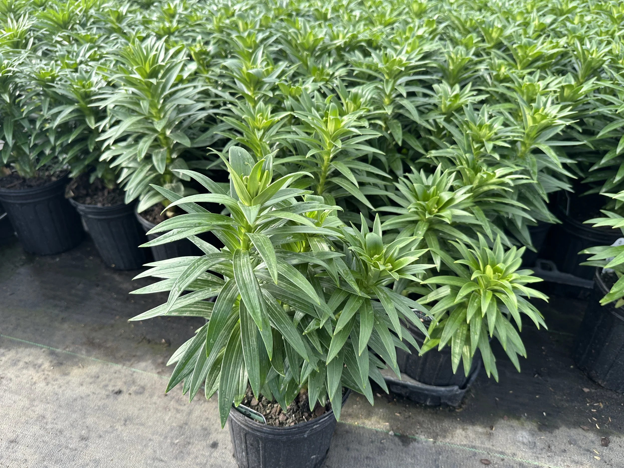 Lilium 'Tiny Ghost' PP16161 (Dark Red)