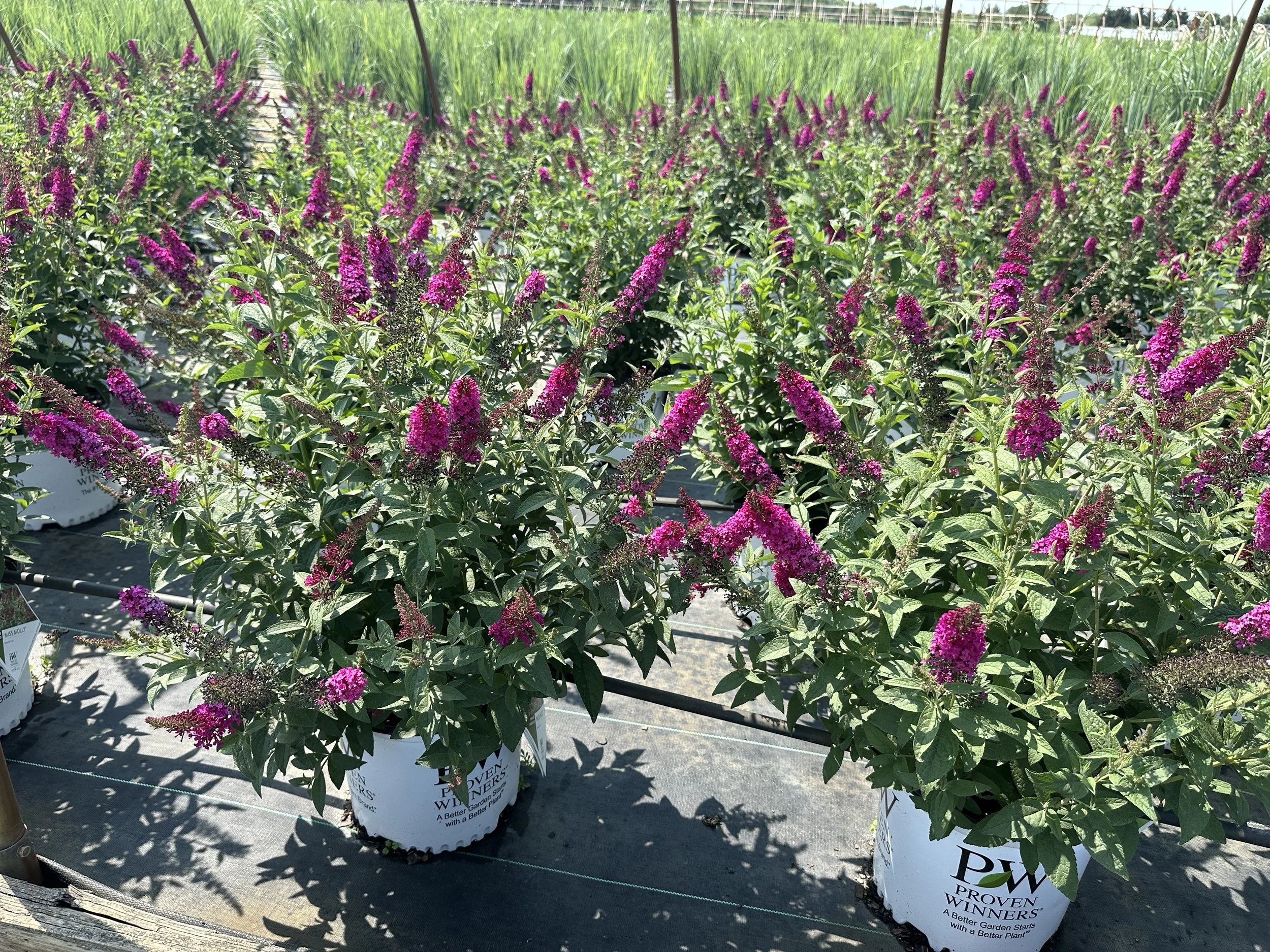 Buddleia 'Miss Molly' PP23425