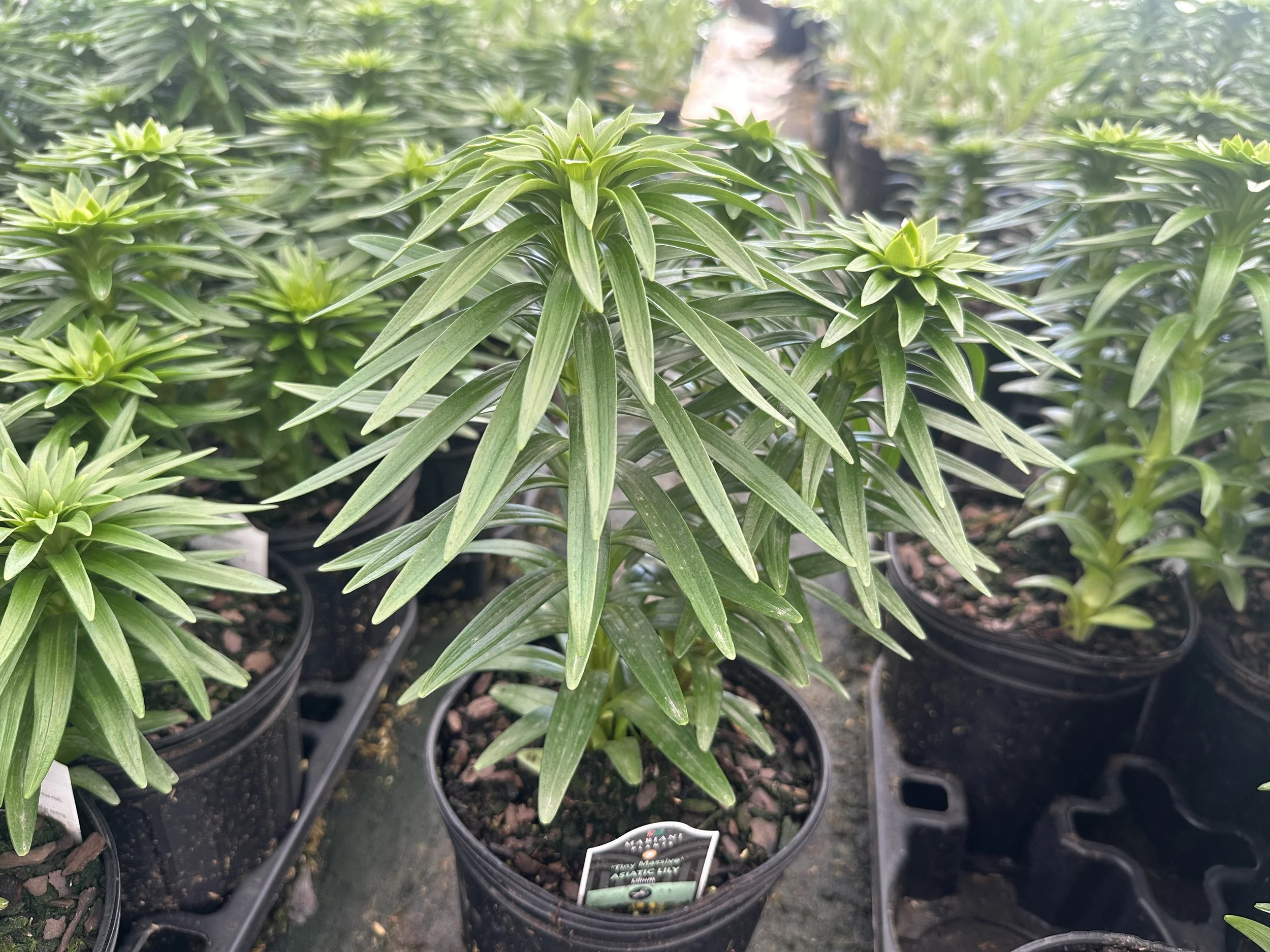Lilium 'Tiny Massive' (Black/Yellow)