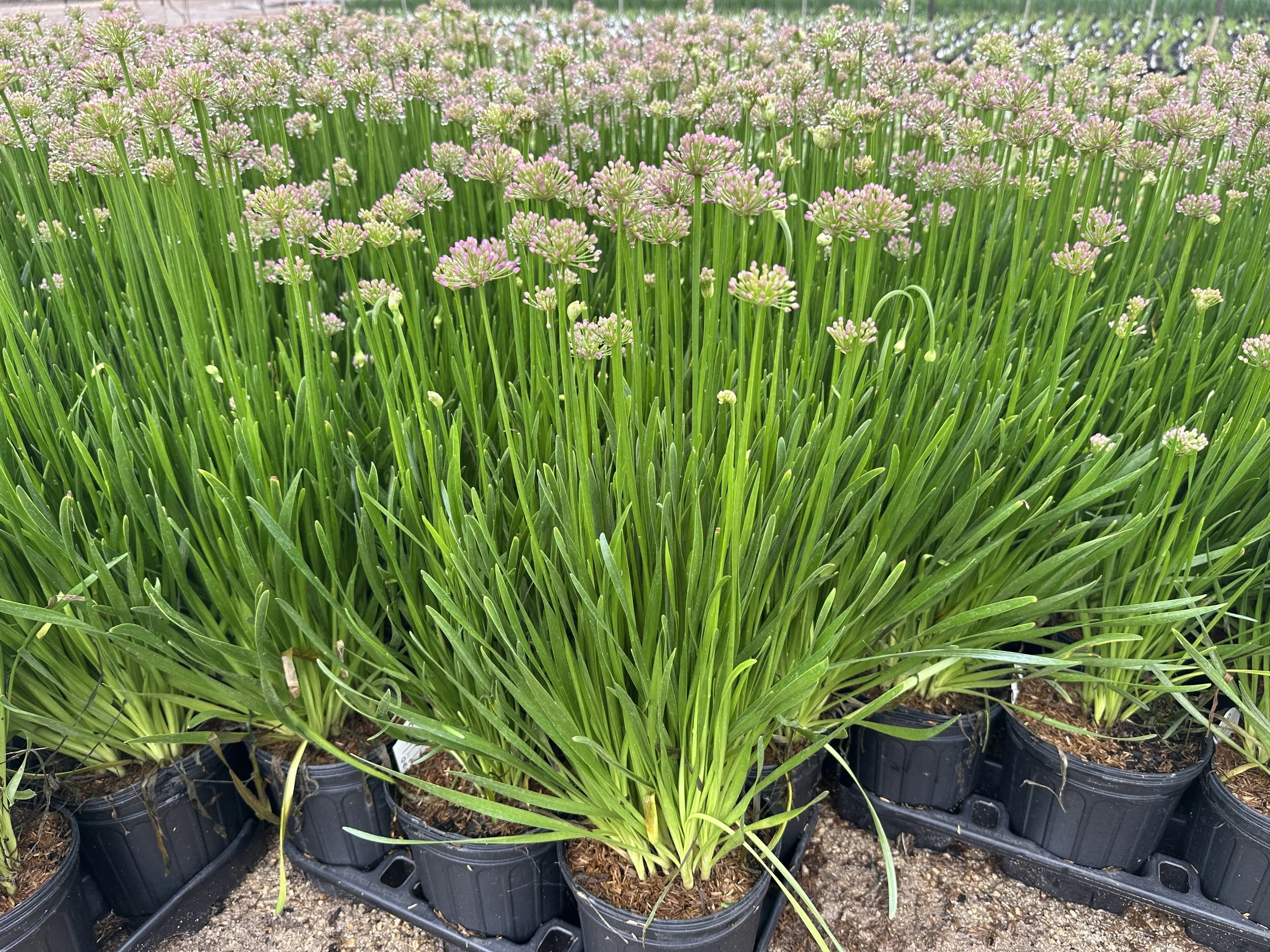 Allium 'Millenium'
