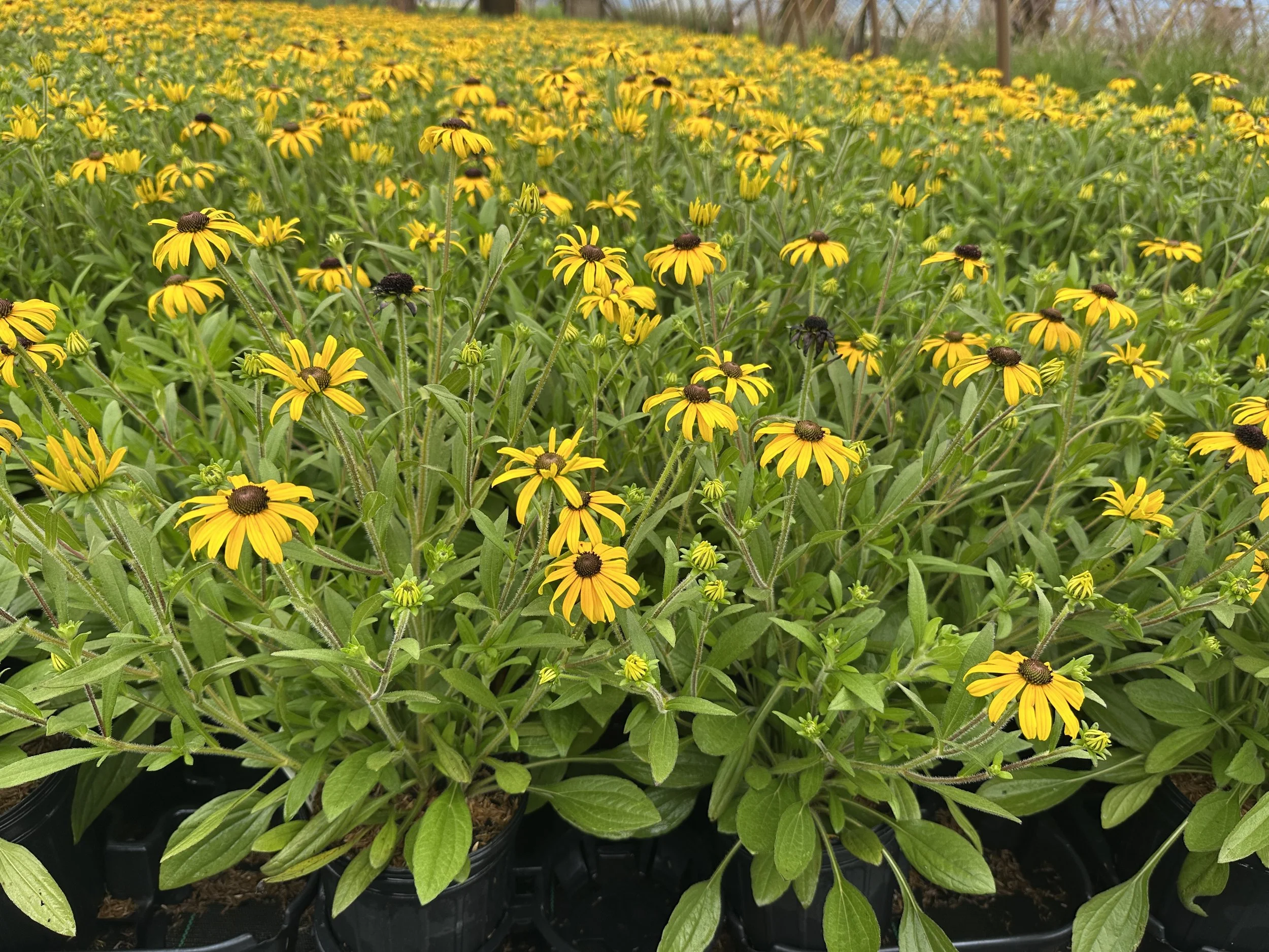 Rudbeckia 'American Gold Rush' PP28498