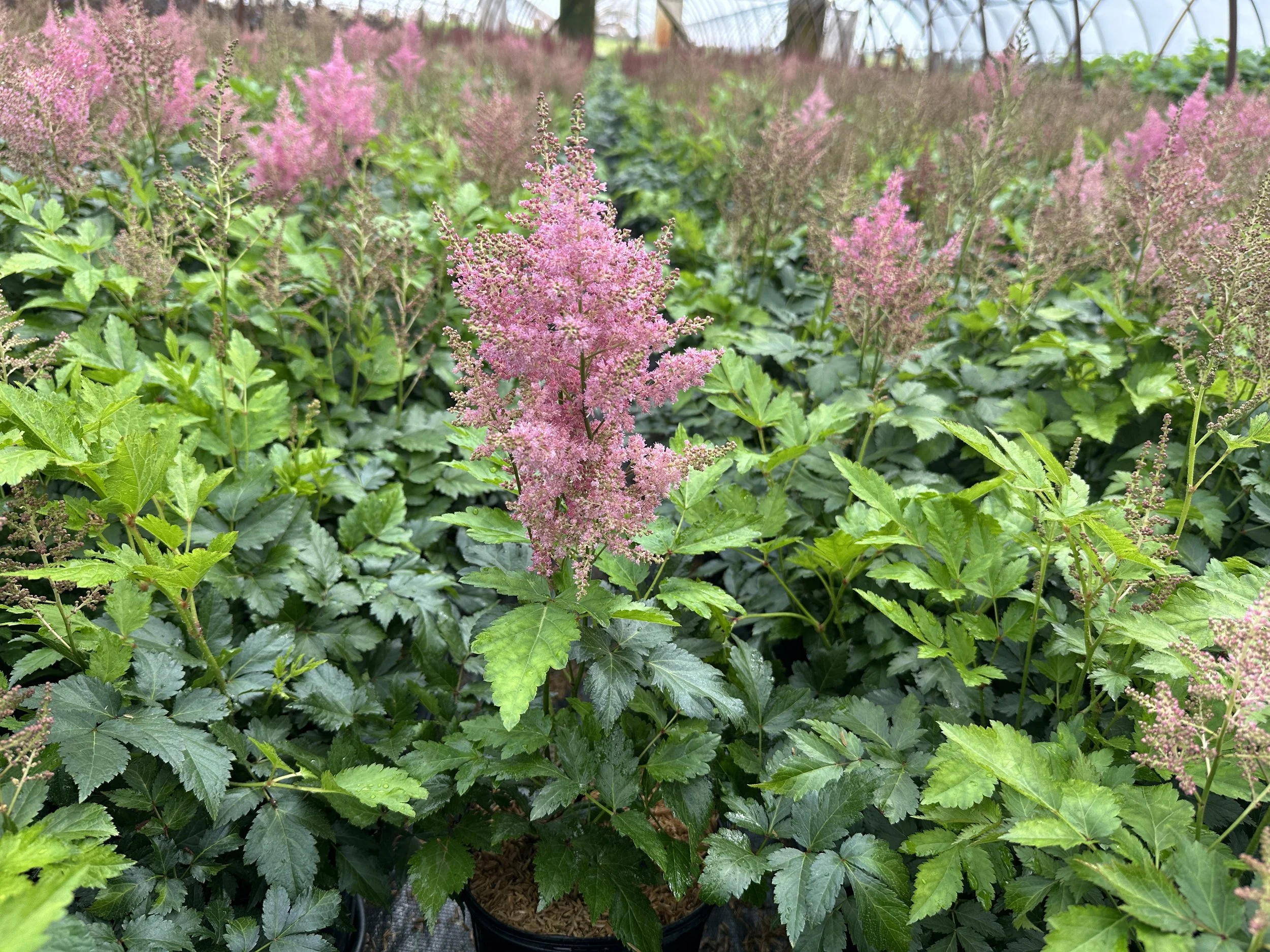 Astilbe japonica 'Rheinland'