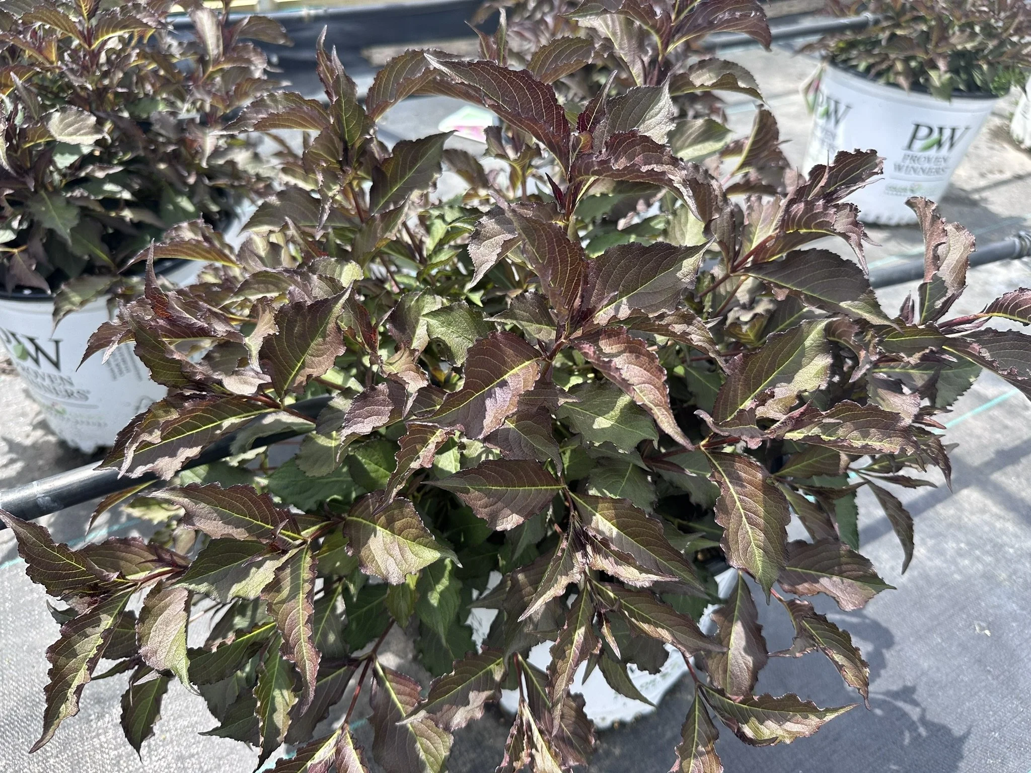 Weigela florida Spilled Wine® 'Bokraspiwi' PP23781