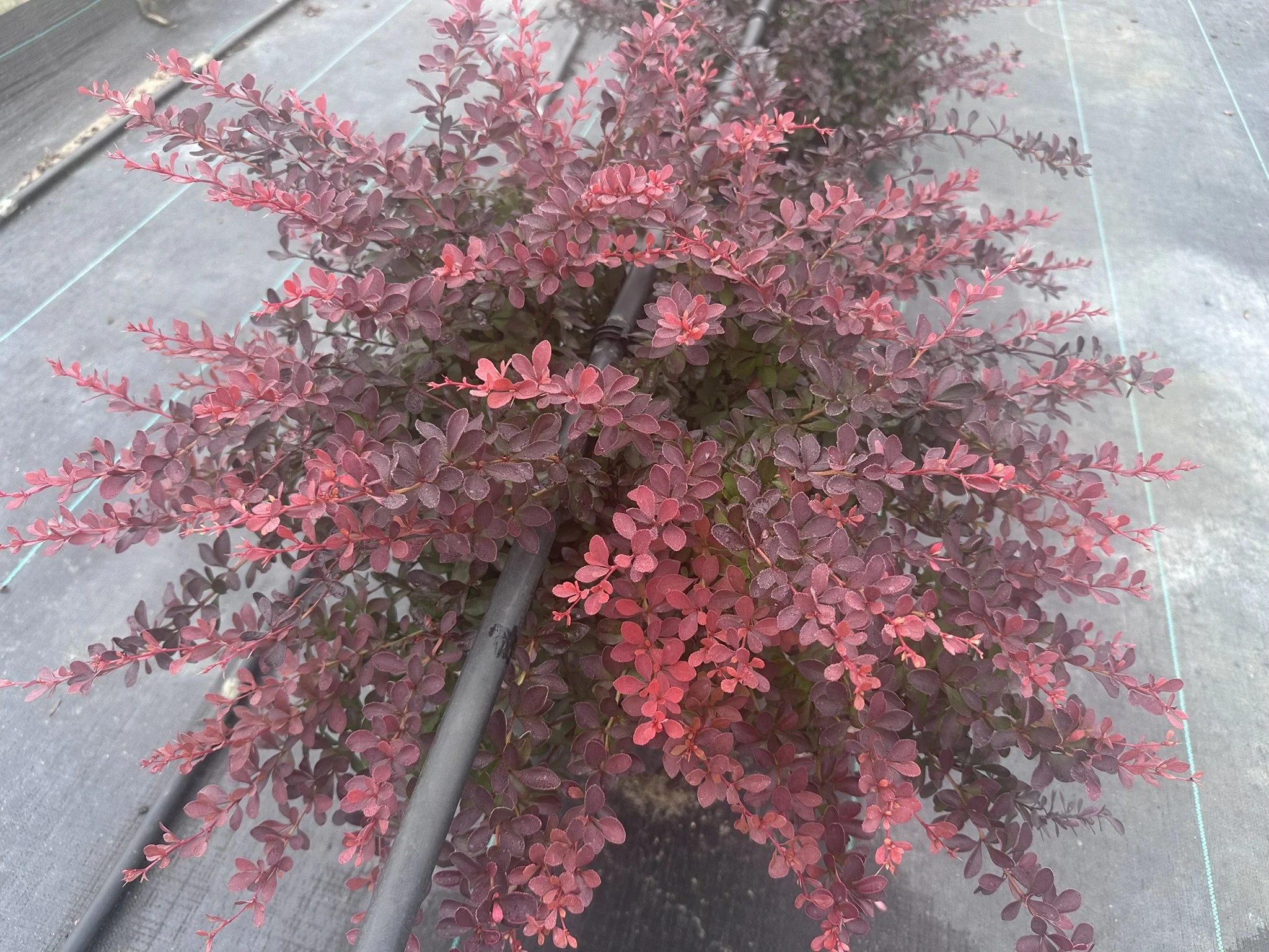 Berberis thun. var. atropurpurea 'Crimson Pygmy'