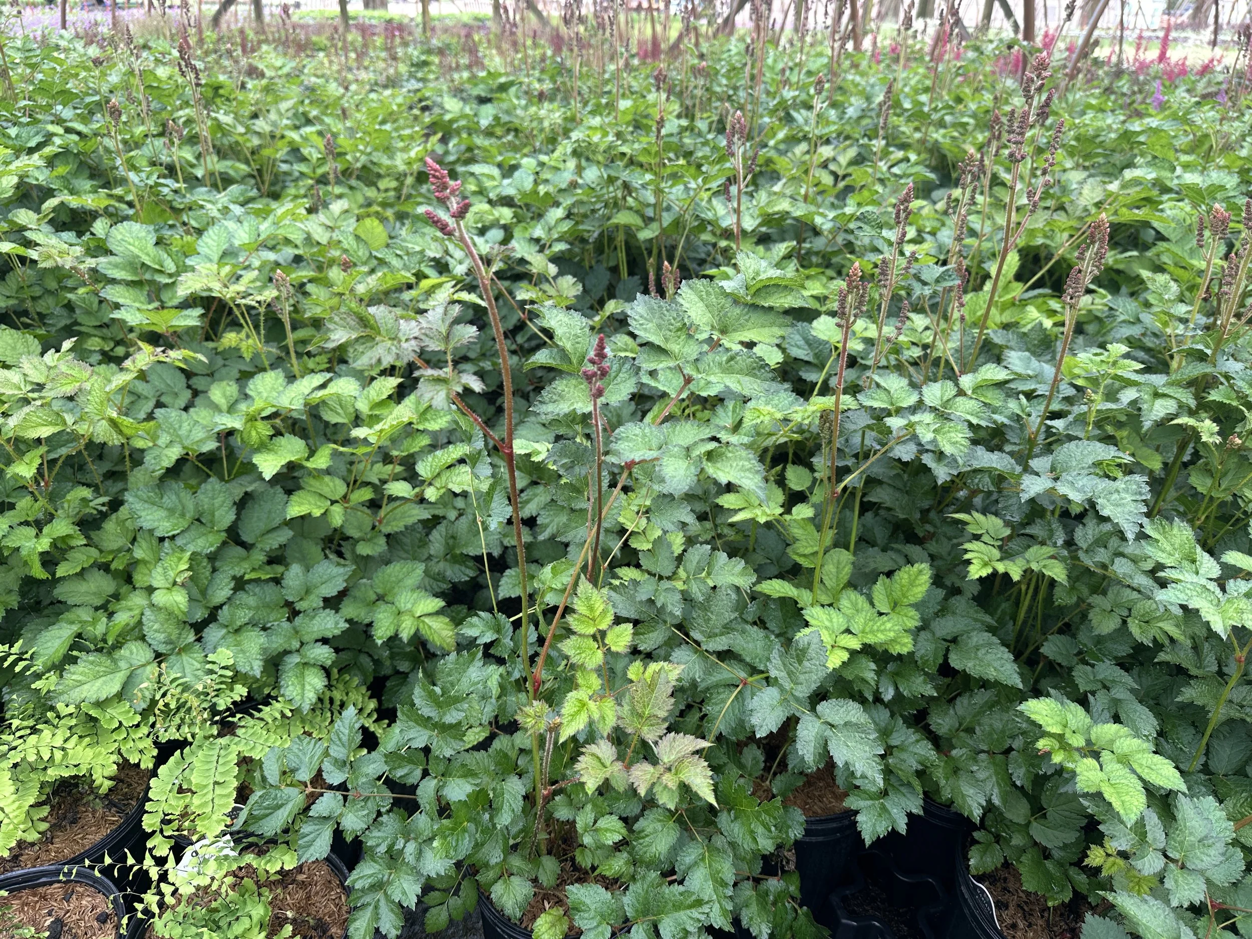 Astilbe chinensis 'Purple Candles ('Purpurkerze')