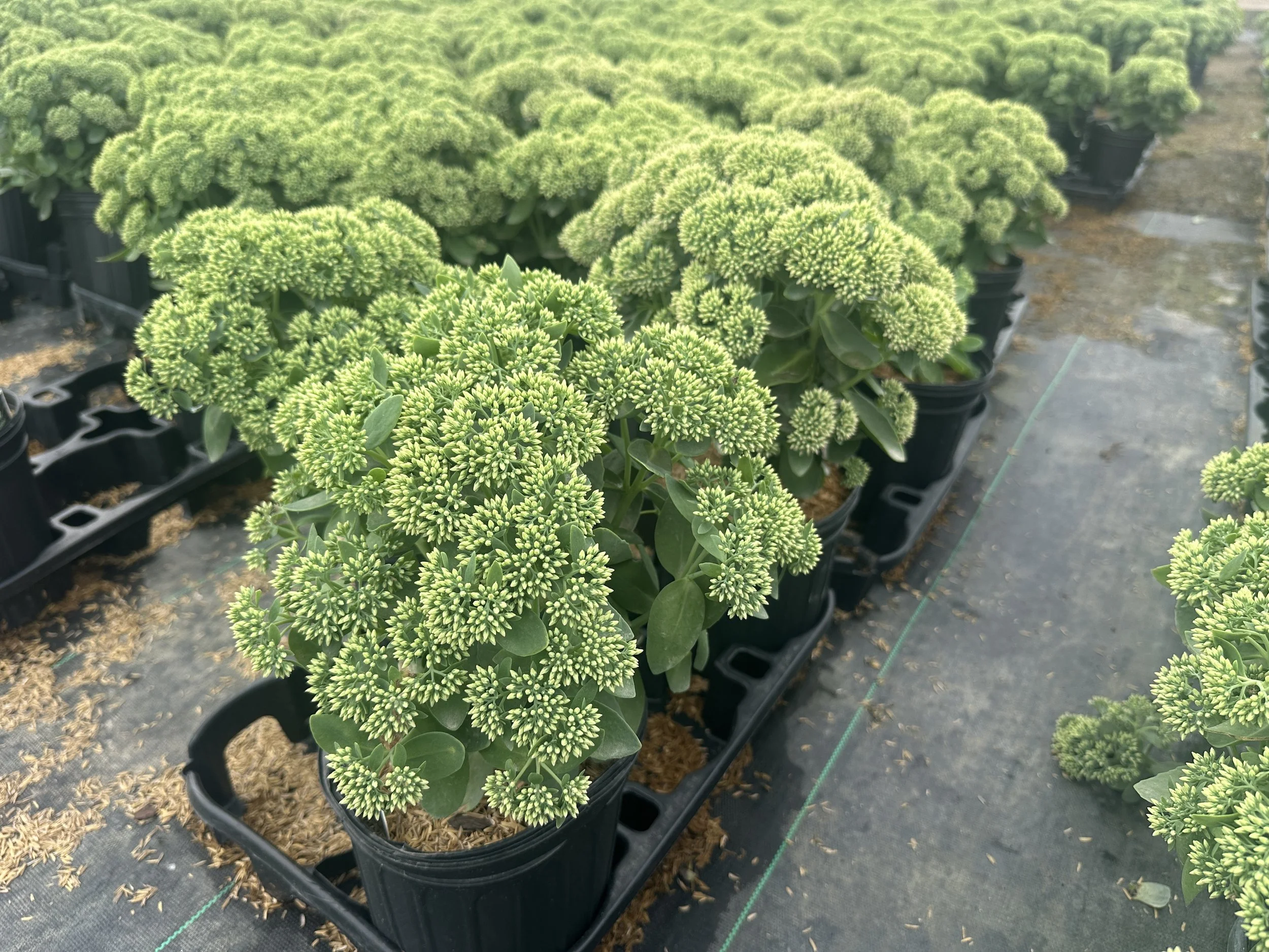 Sedum 'Autumn Joy' ('Herbstfreude')