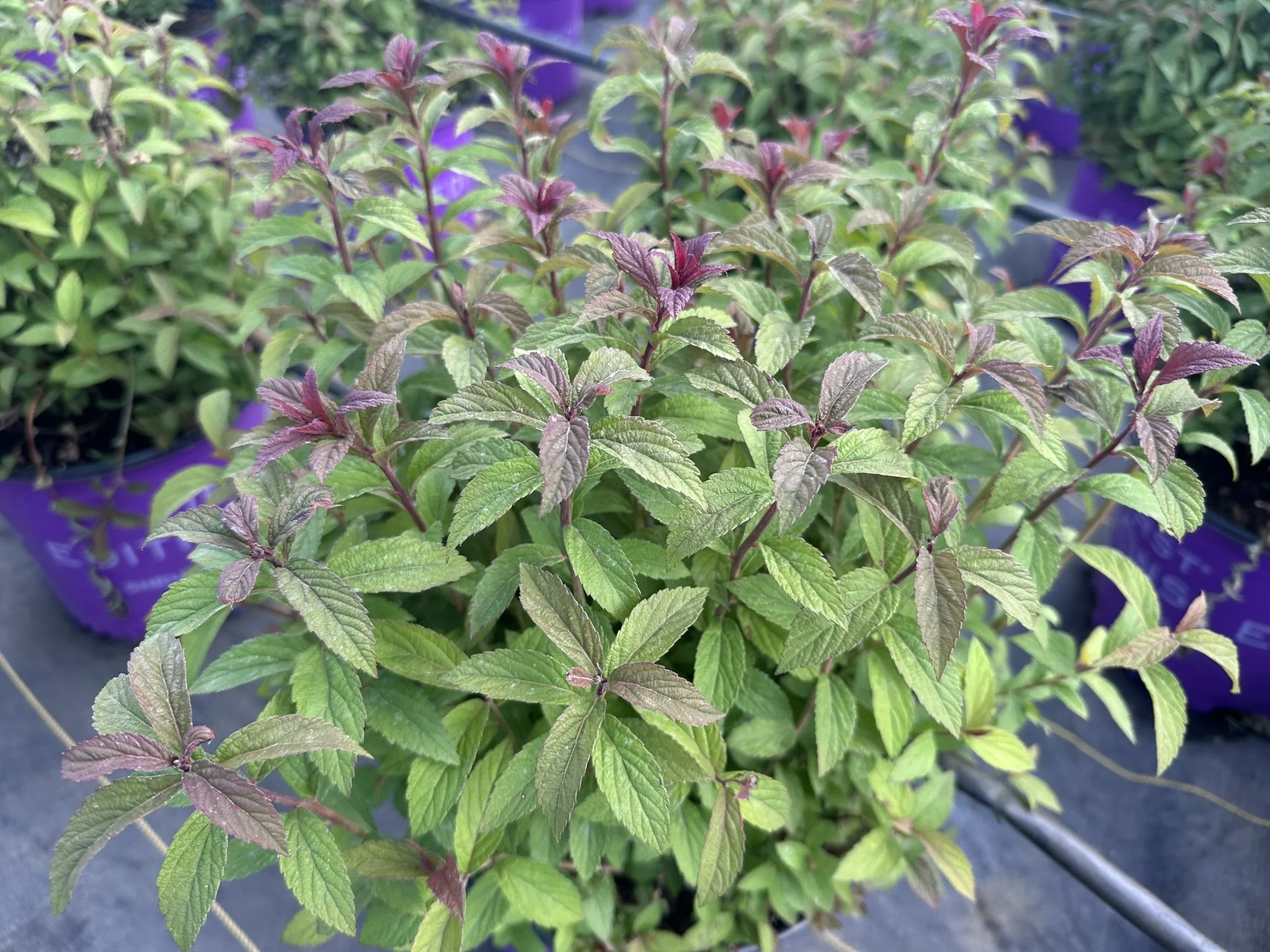Spiraea x bumalda Superstar™ 'Denistar' PP22432