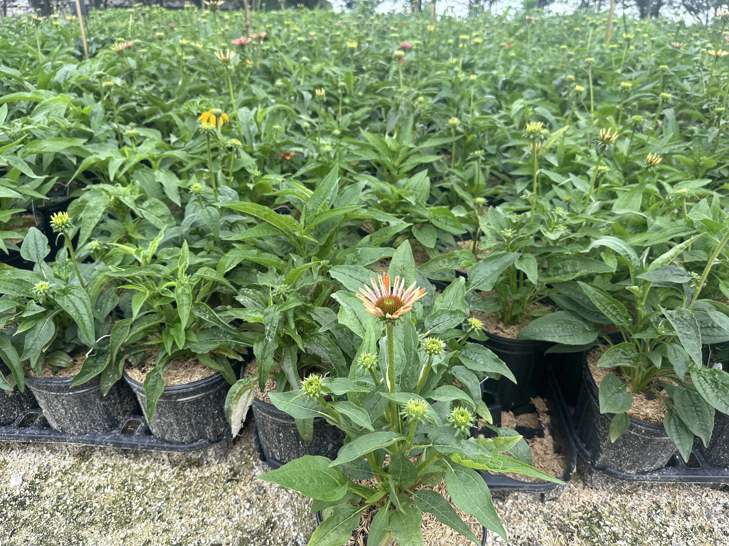 Echinacea Cheyenne Spirit.JPG