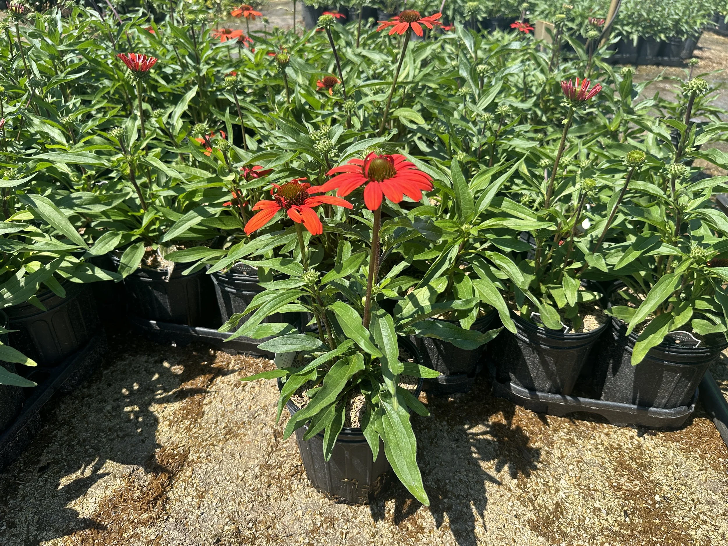 Echinacea Kismet® Intense Orange 'TNECHKIO' PP28769