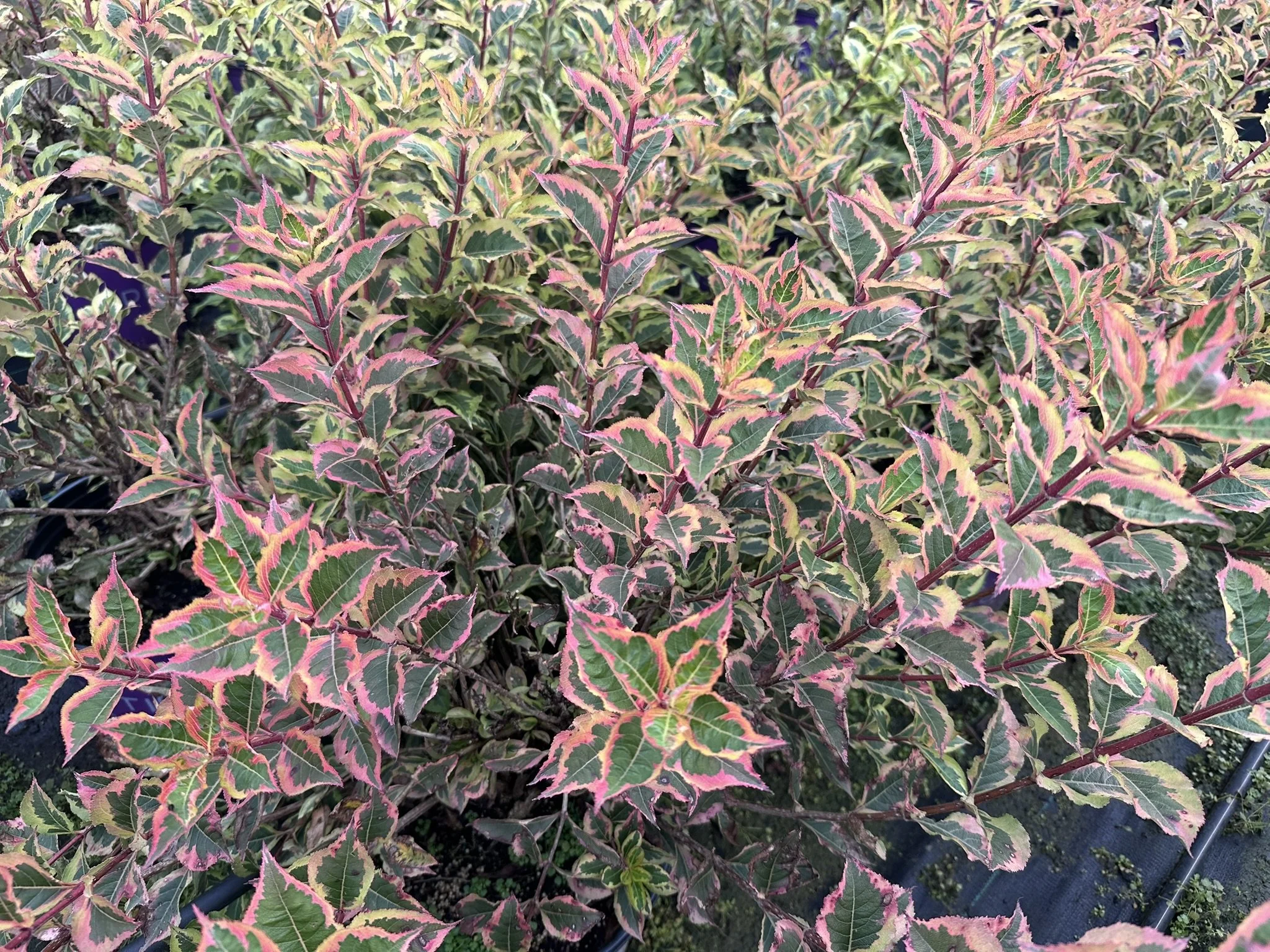 Weigela florida Rainbow Sensation™ 'Kolmagira' PP20384