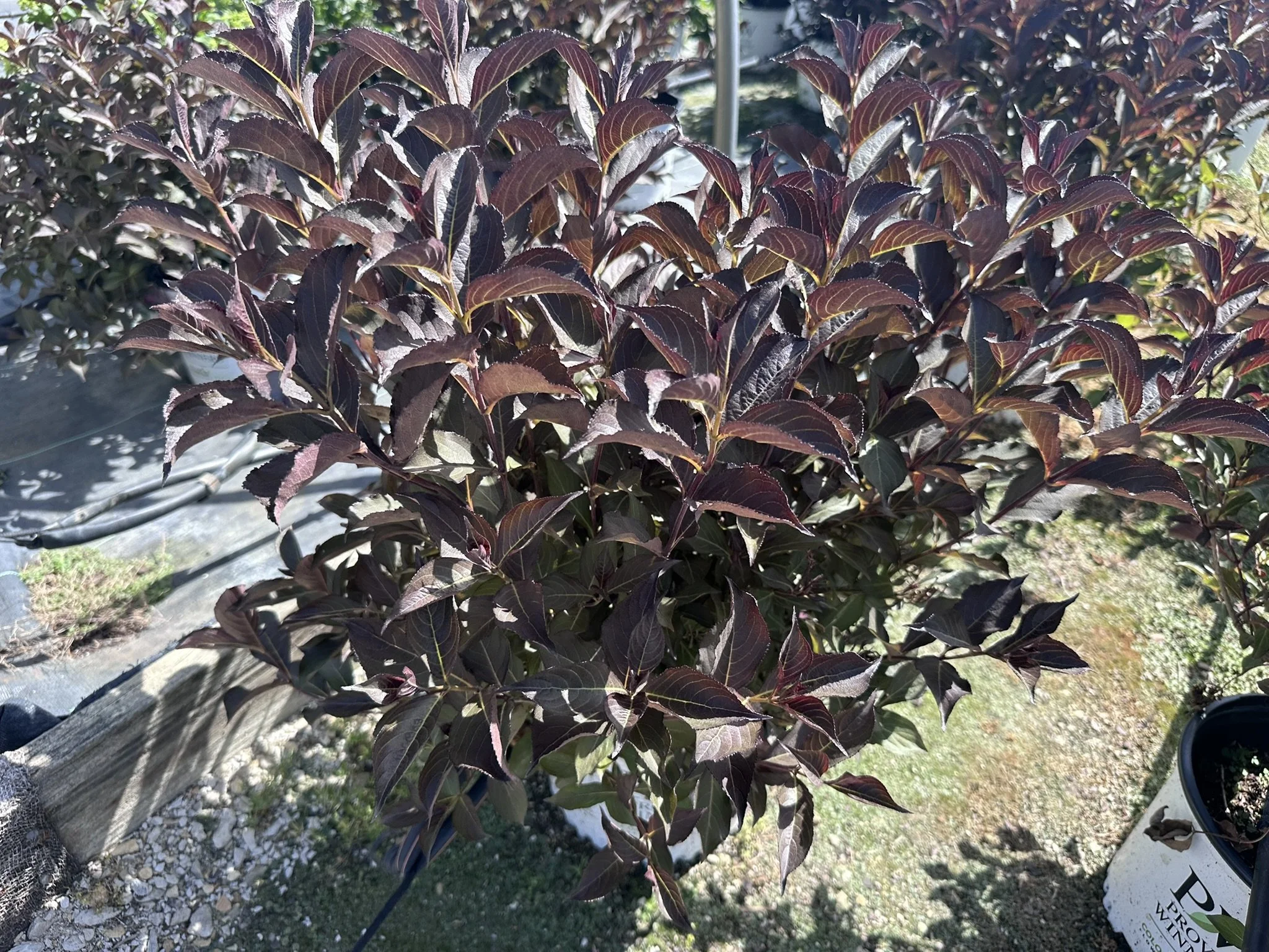 Weigela florida Wine & Roses® 'Alexandra' PP10772