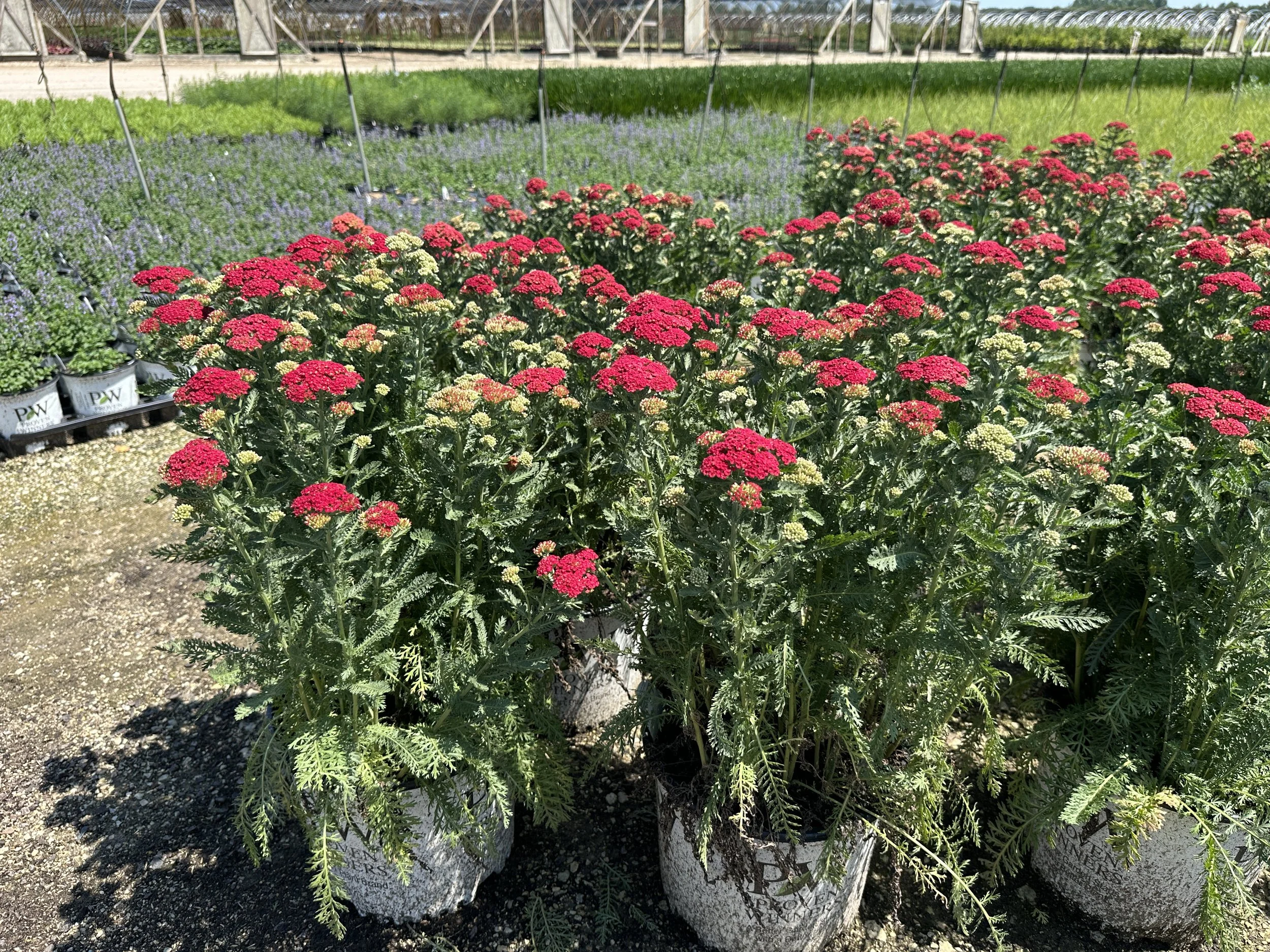 Achillea 'Firefly Red Pop' PP36061