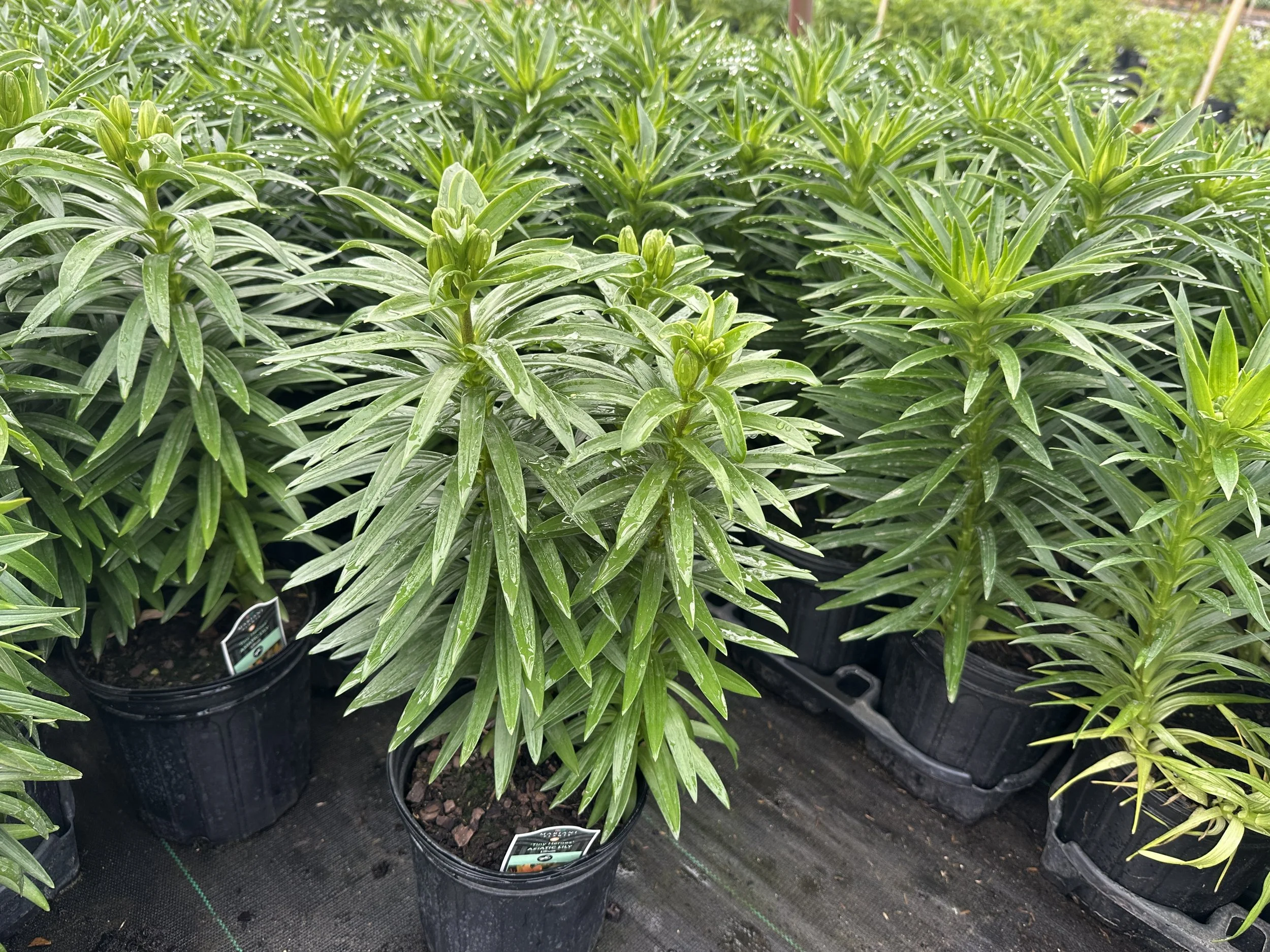 Lilium 'Tiny Heroes' PPAF (Orange)