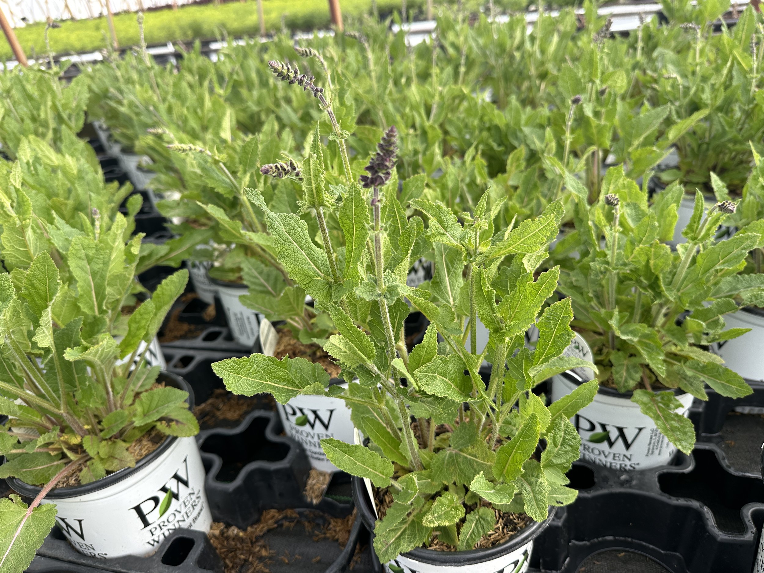 Salvia Color Spires® 'Back to the Fuchsia' PP32920