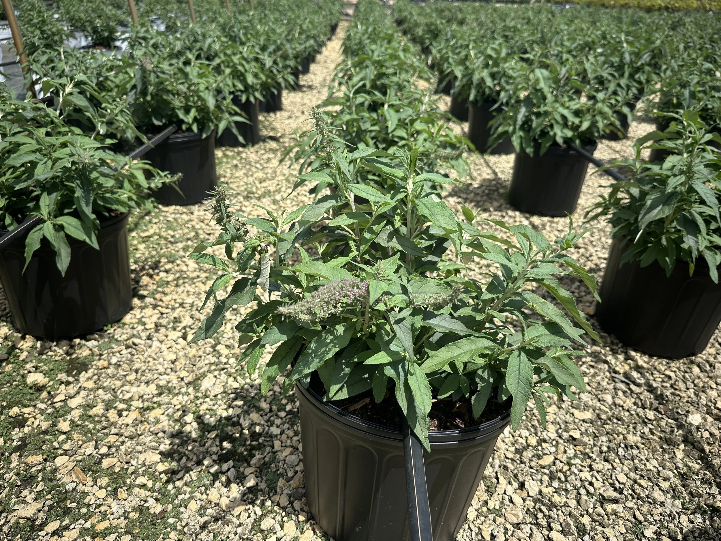 Buddleia 'Violet Cascade' PP34298