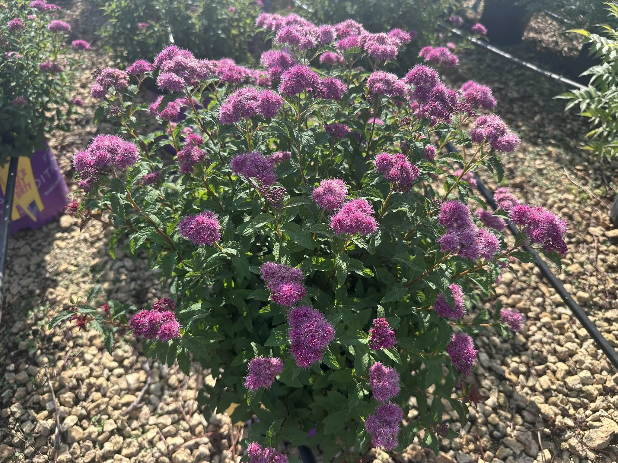 Spiraea x bumalda Superstar™ 'Denistar' PP22432