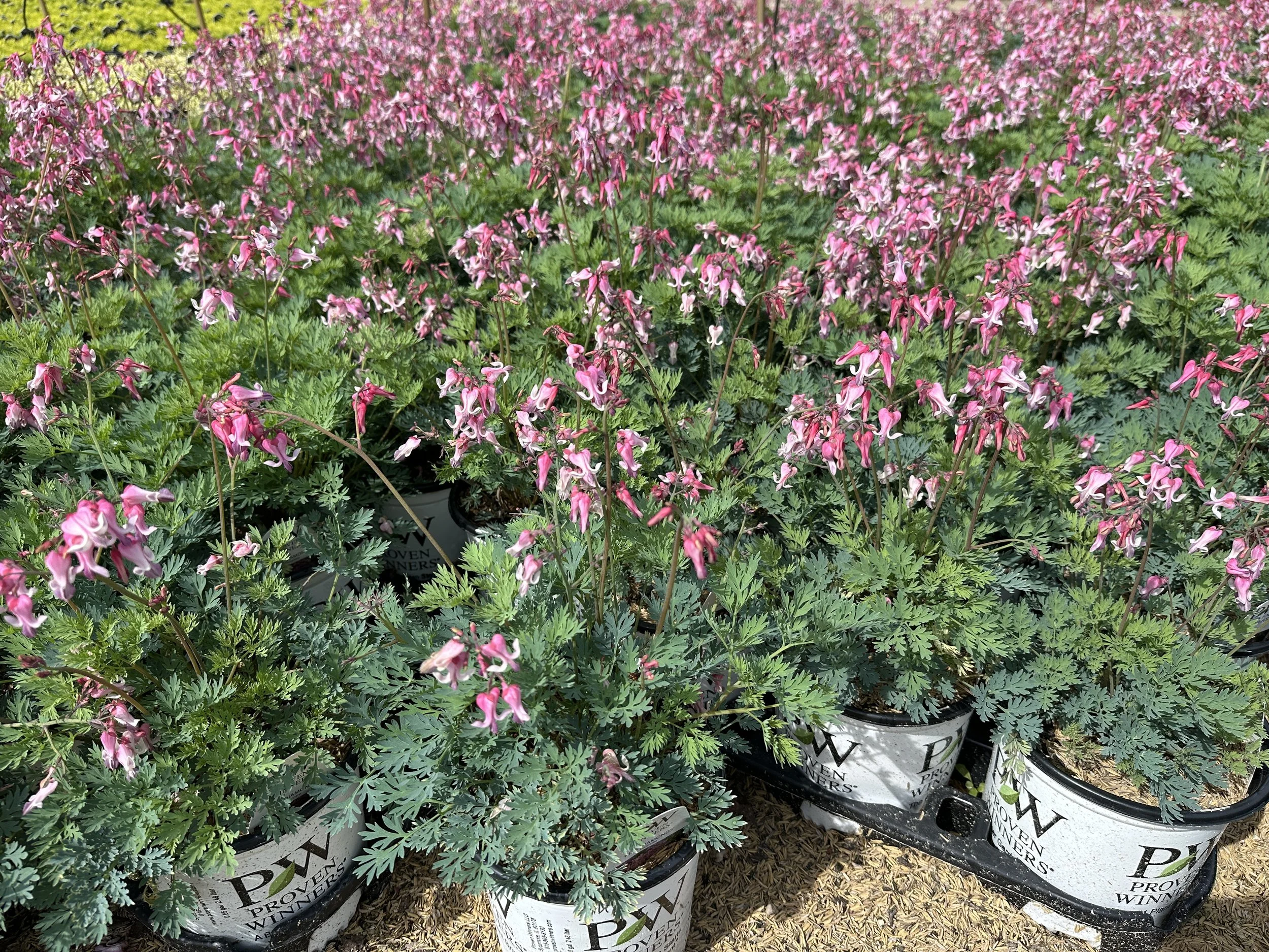 Dicentra 'Pink Diamonds'