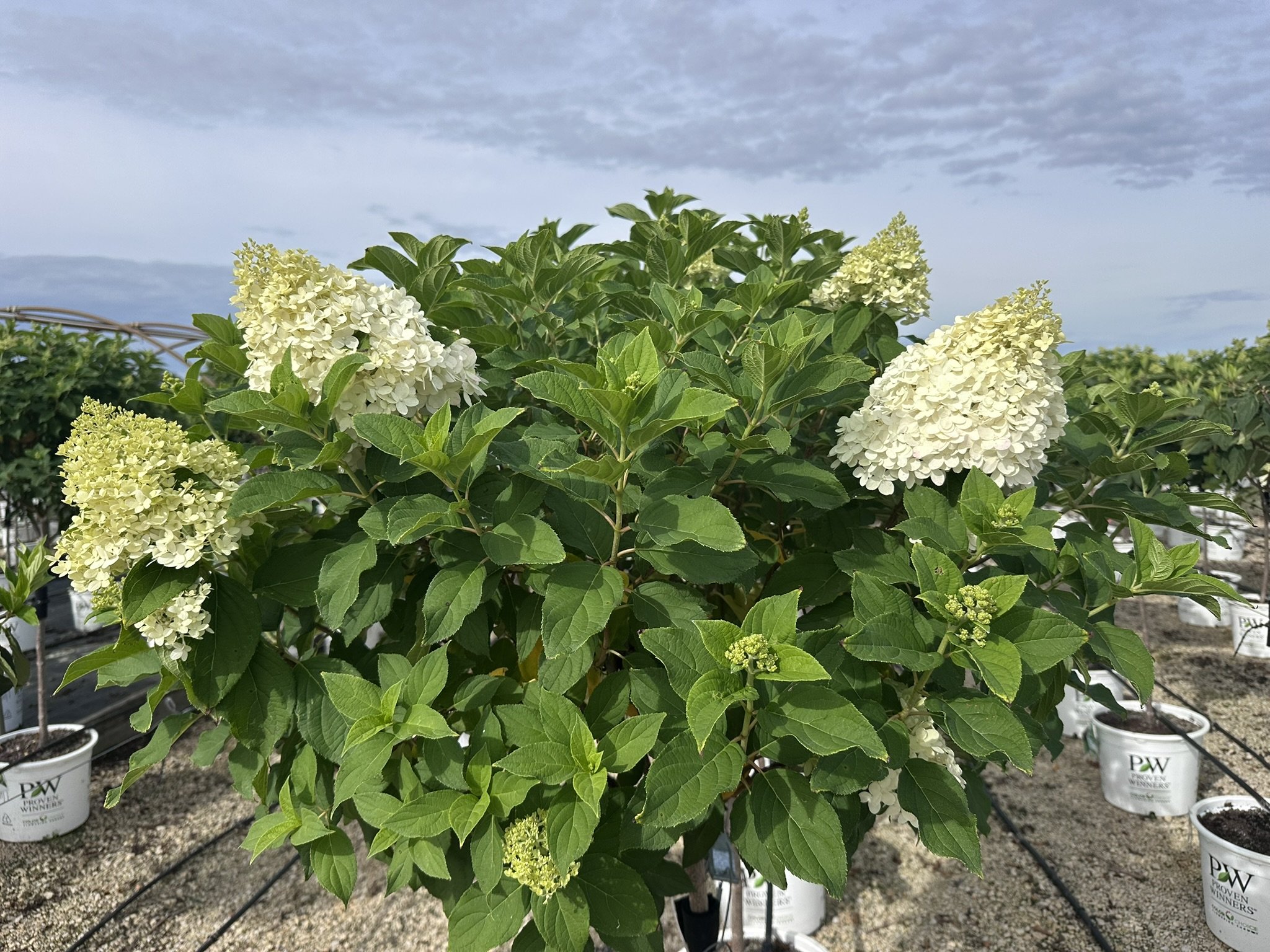 Hydrangea pan. 'Limelight' (Tree Form) PP12874