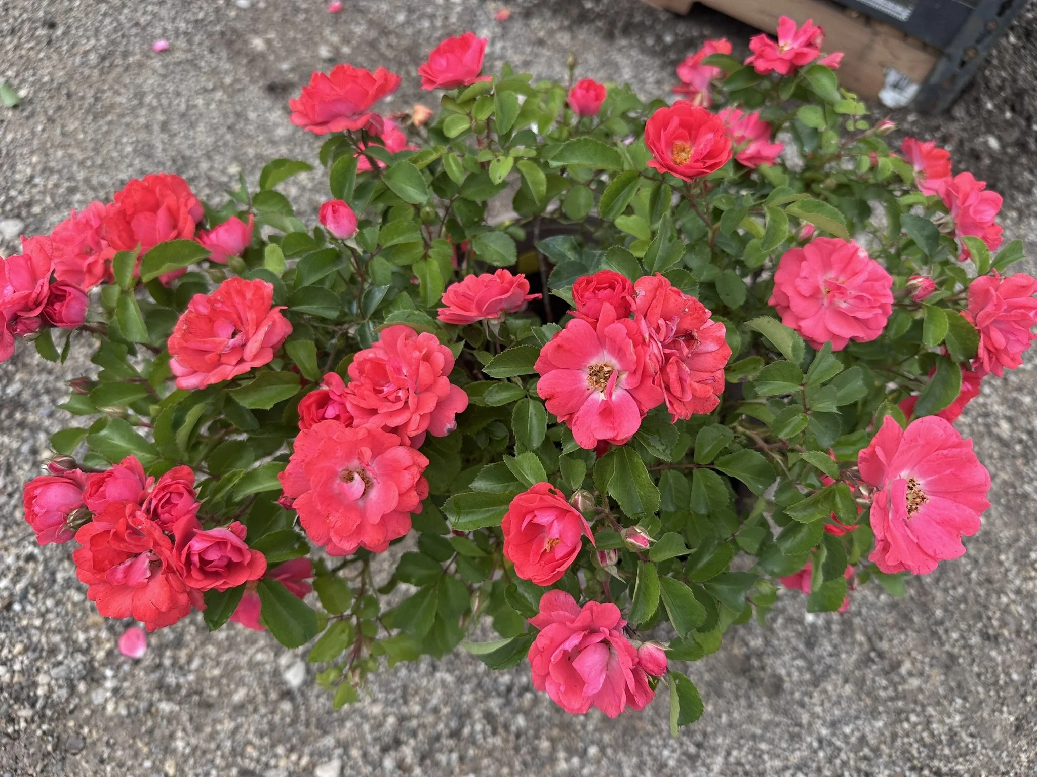 Rosa Coral Drift® 'Meidrifora' PP19148