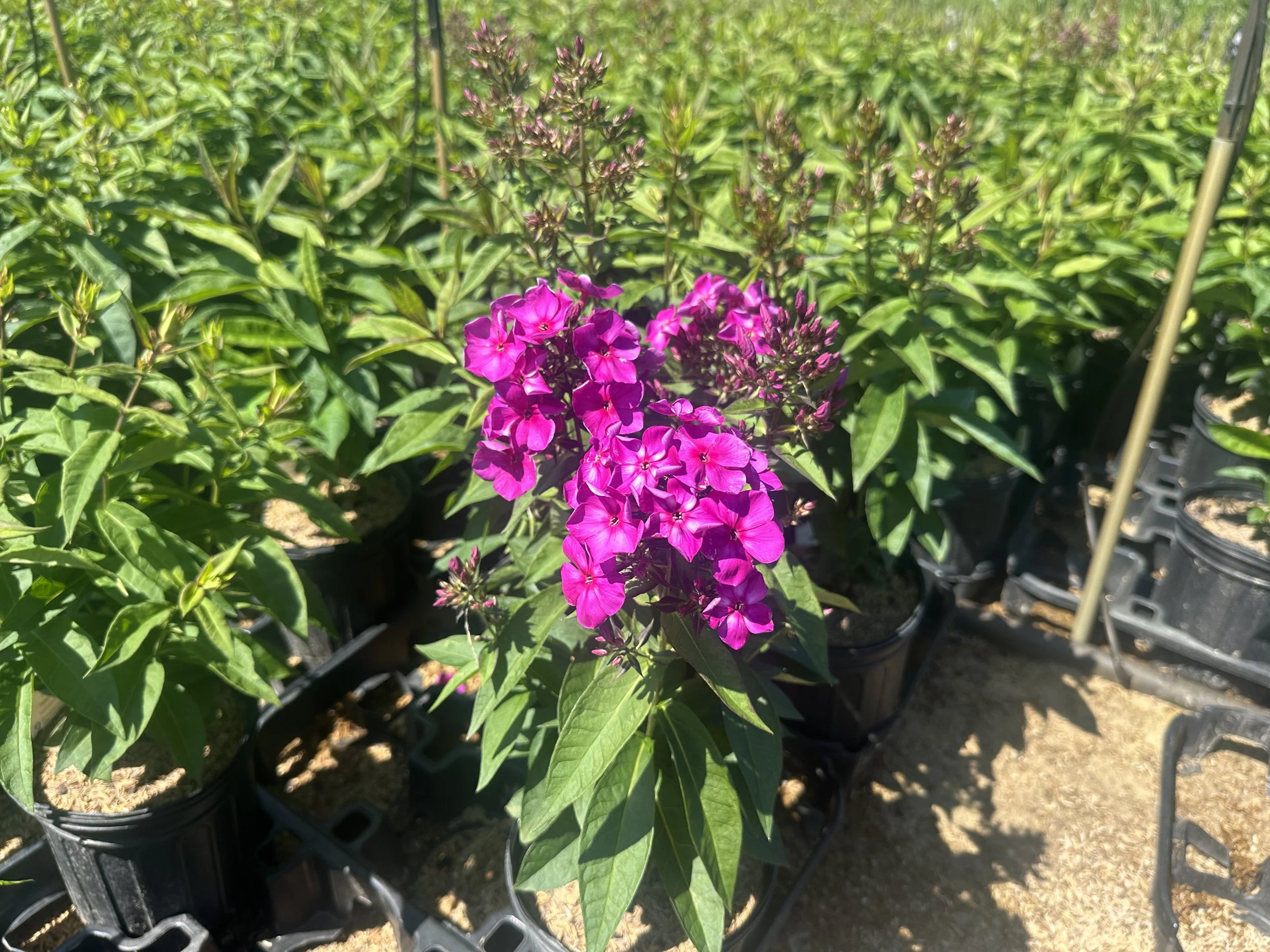 Phlox paniculata Candy Store® Grape Lollipop™ 'DITOMSUR' PP21109