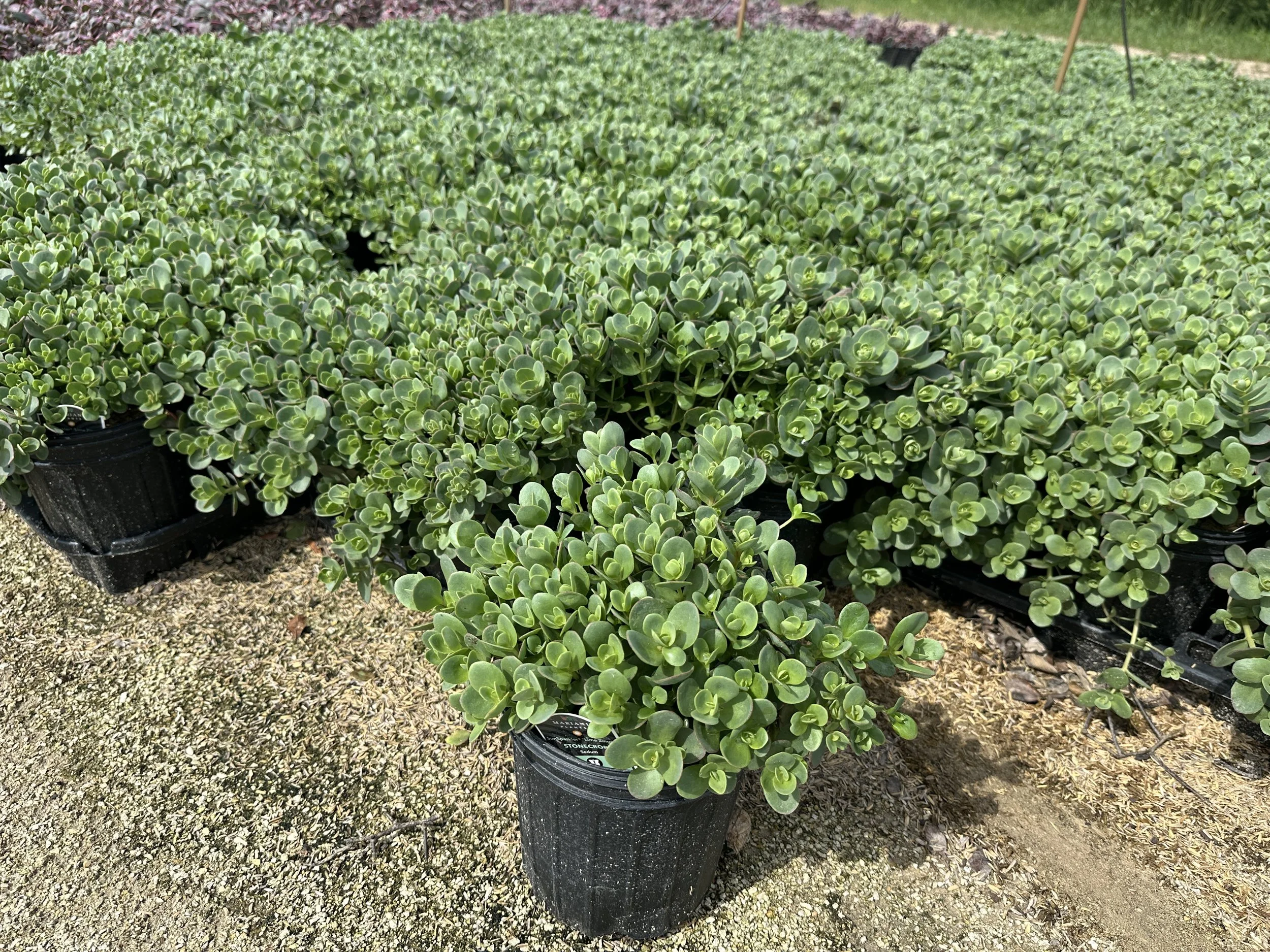 Sedum Lime Zinger.JPG