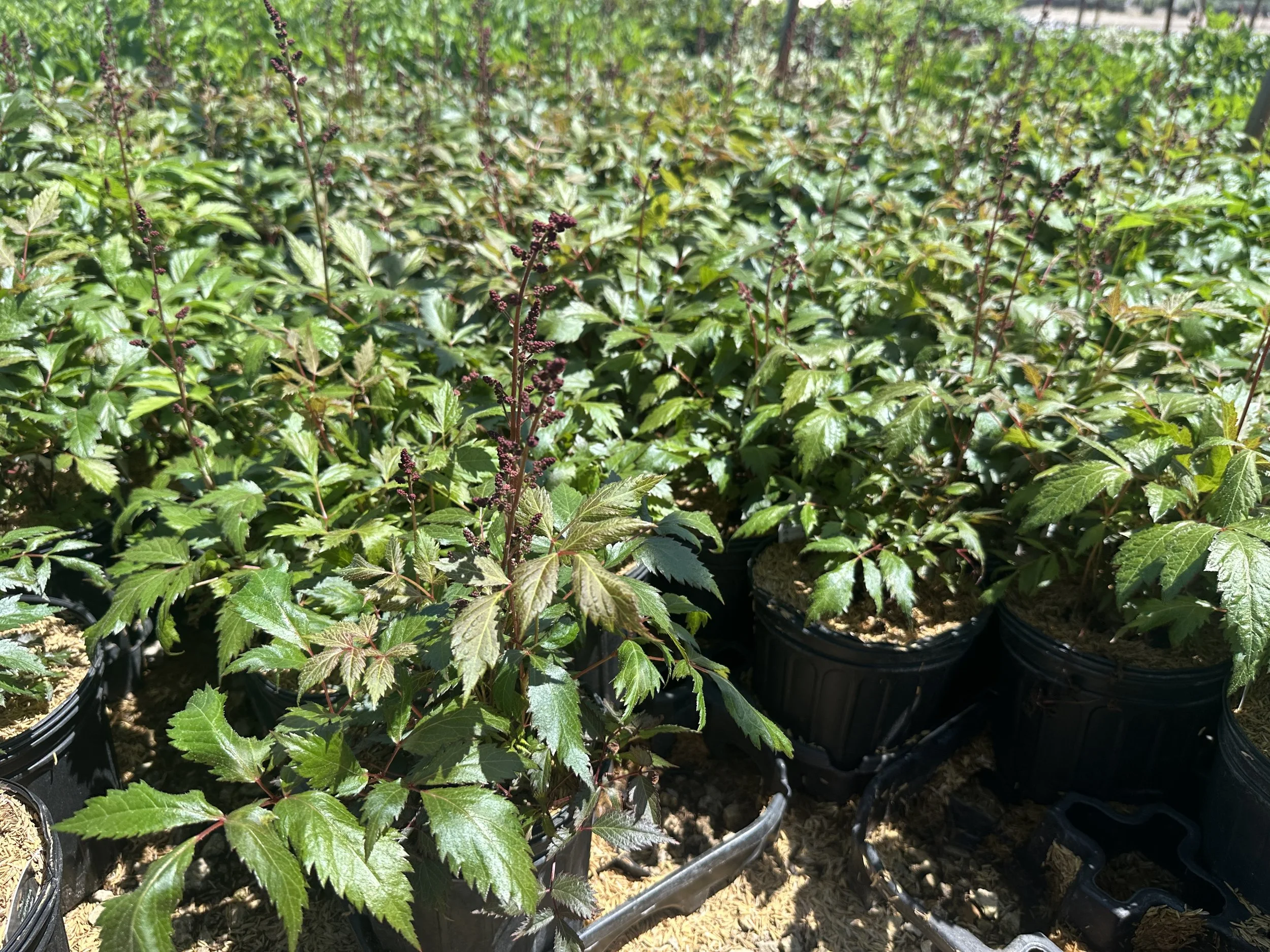 Astilbe x arendsii 'Fanal'