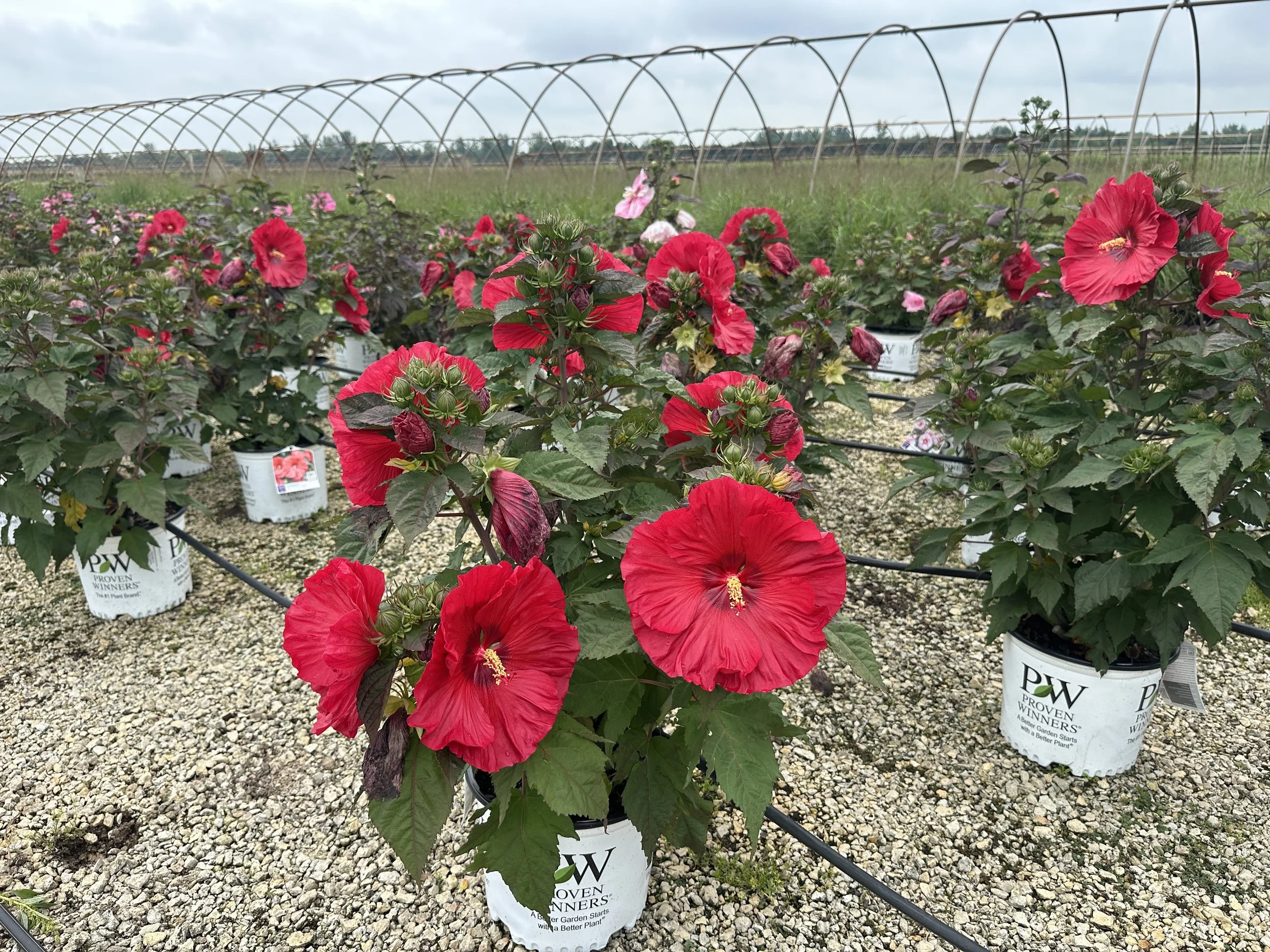 Hibiscus Valentine's Crush.JPG