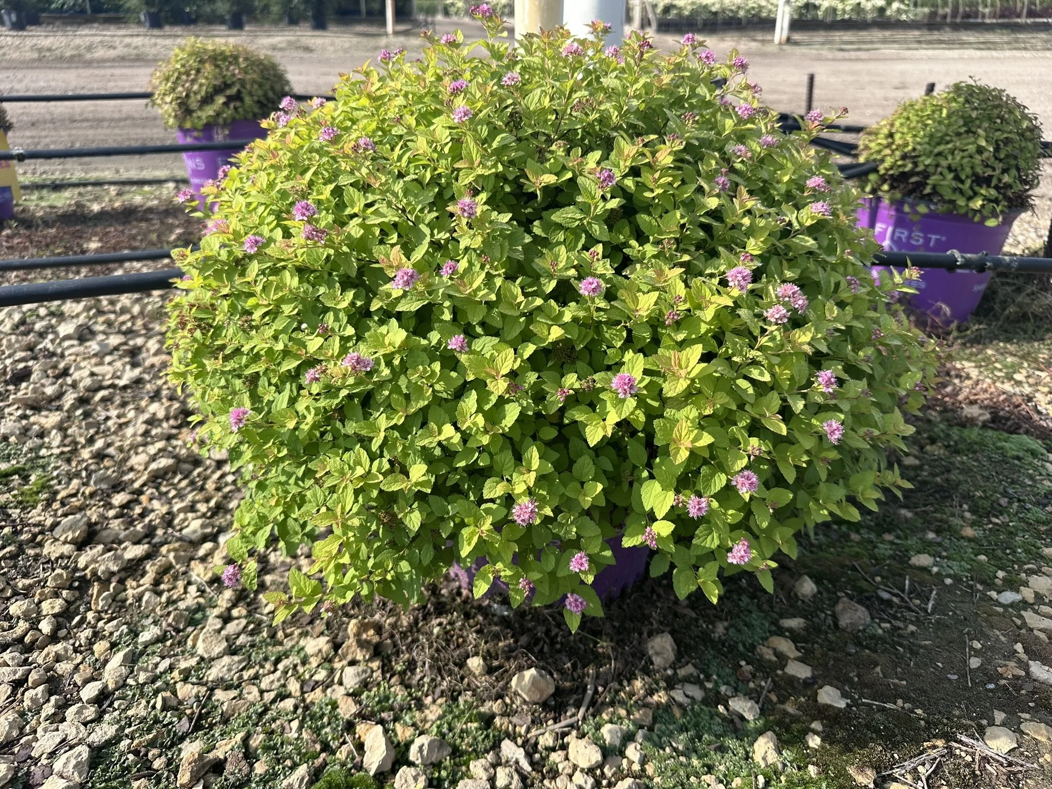 Spiraea Sundrop™ 'Bailcarol'