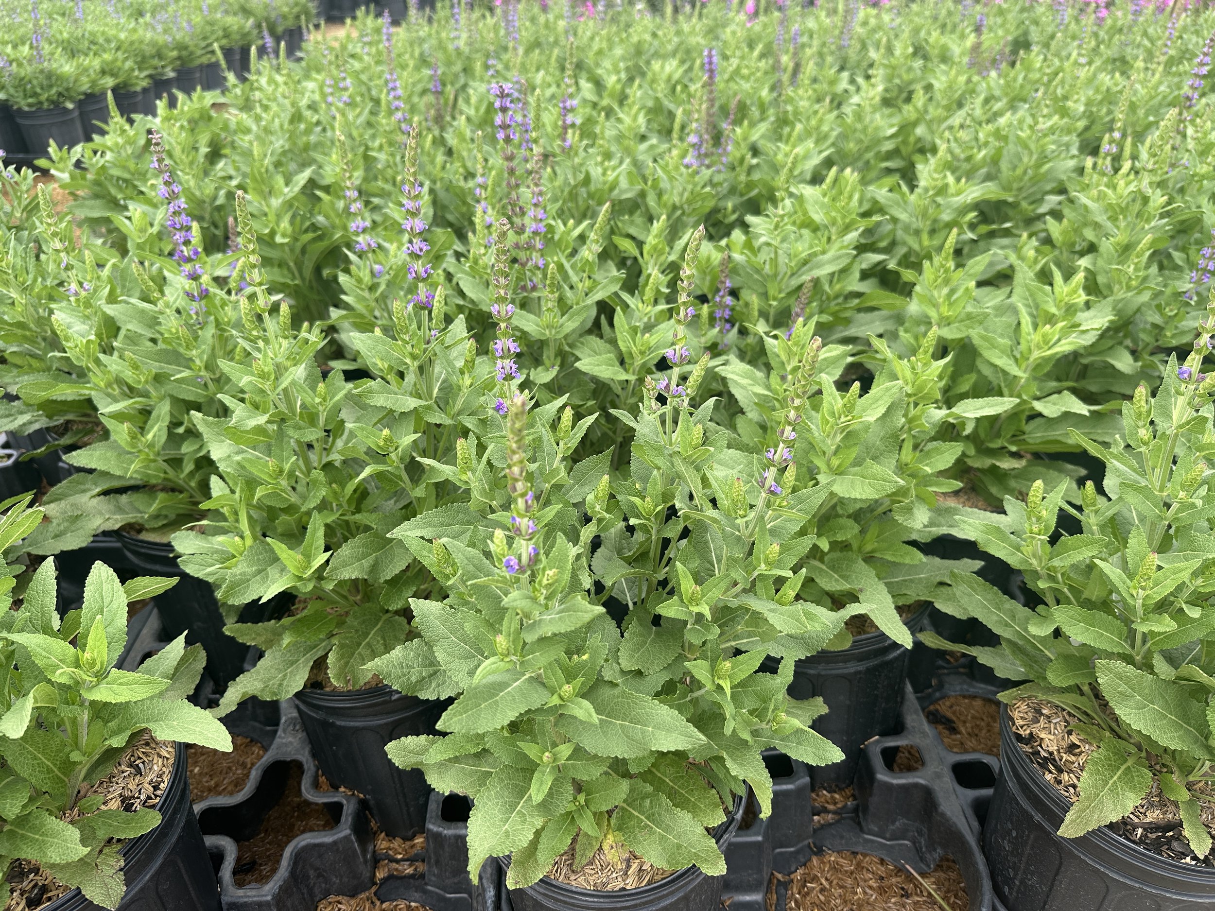 Salvia East Friesland.JPG