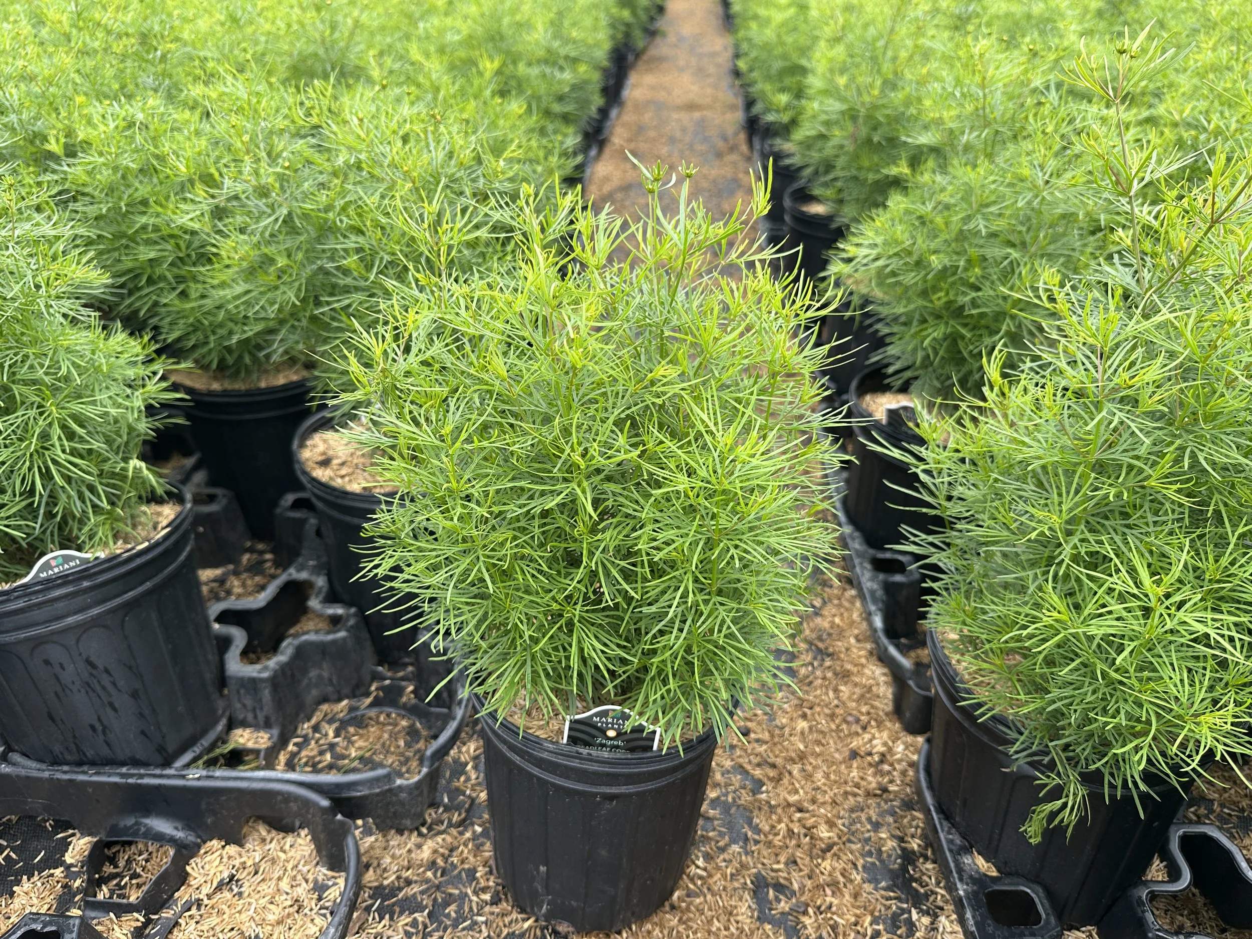Coreopsis verticillata 'Zagreb'