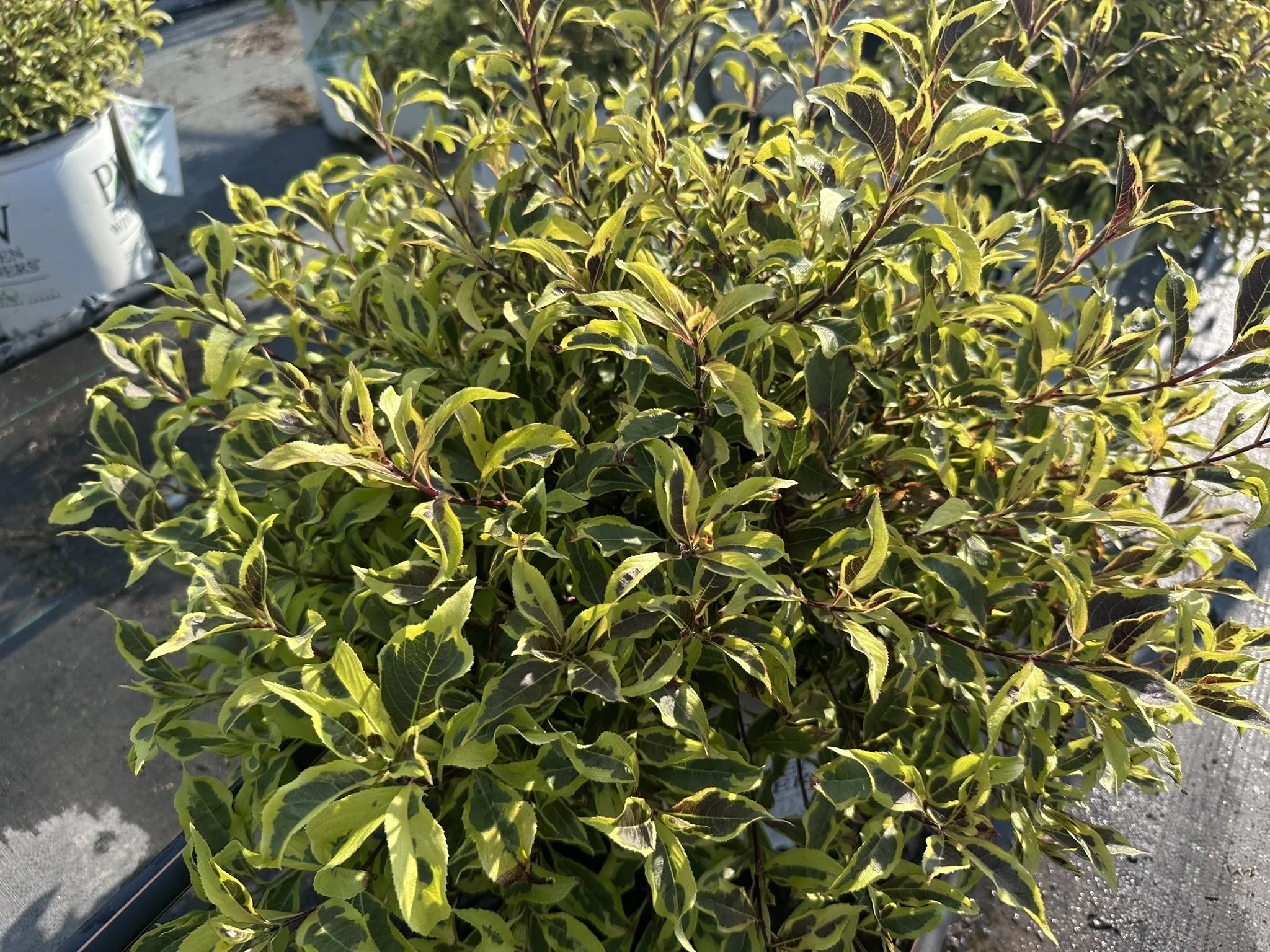 Weigela florida Bubbly Wine® 'FLORACLAR' PP35328