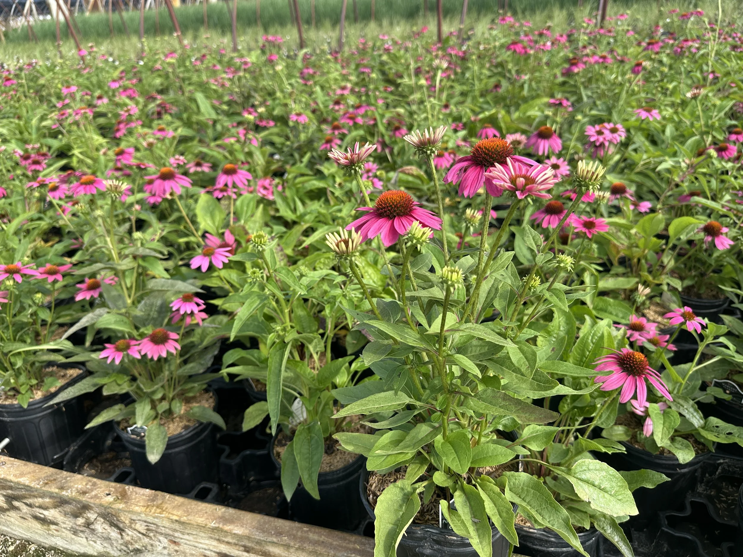 Echinacea purpurea 'PowWow Wild Berry'
