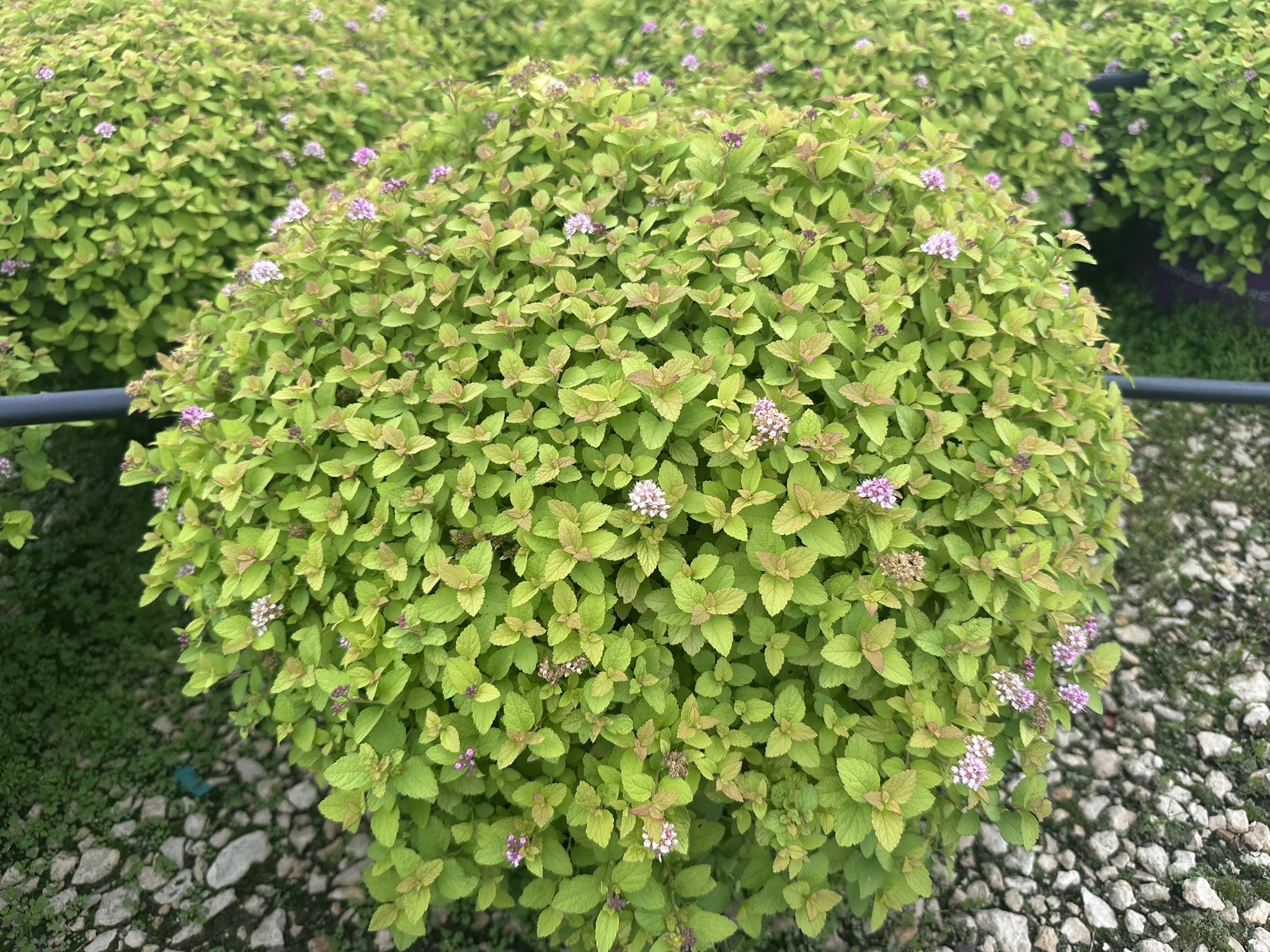 Spiraea Sundrop™ 'Bailcarol'