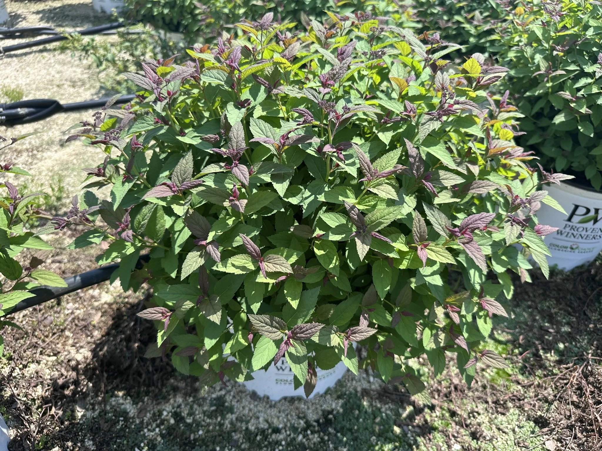Spiraea japonica Double Play® Red 'SMNSJMFR' PP26993