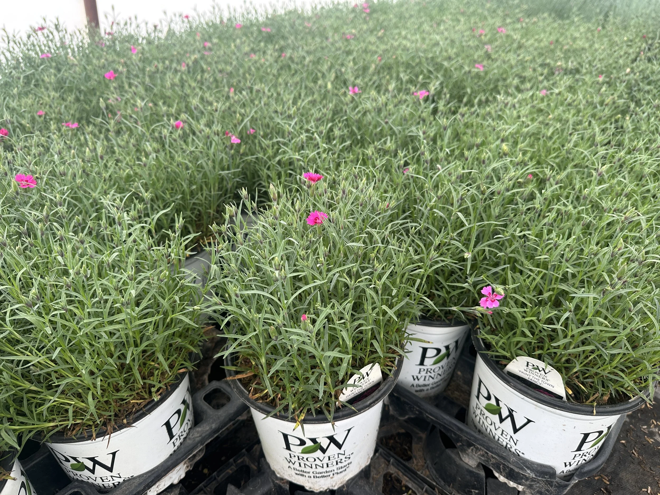 Dianthus 'Paint the Town Fancy' PP34503