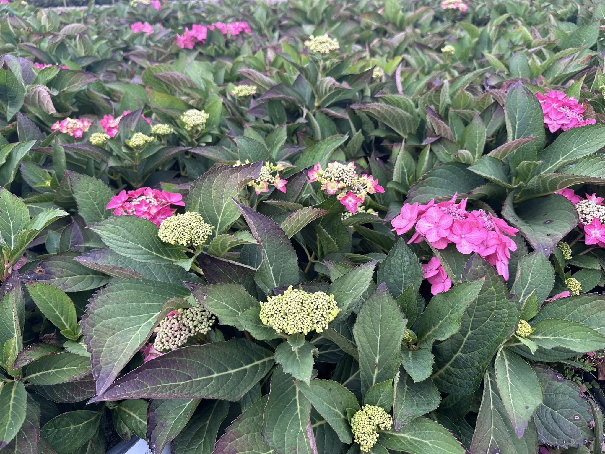 Hydrangea Let's Dance Hot Stepper.JPEG