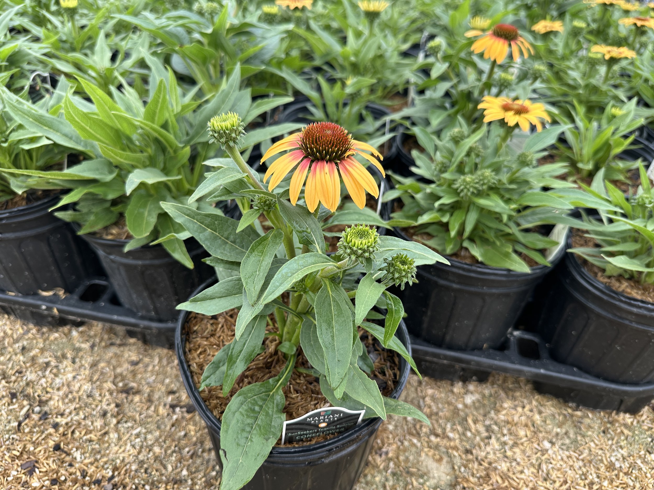 Echinacea Sunseekers® Tequila Sunrise PP34433