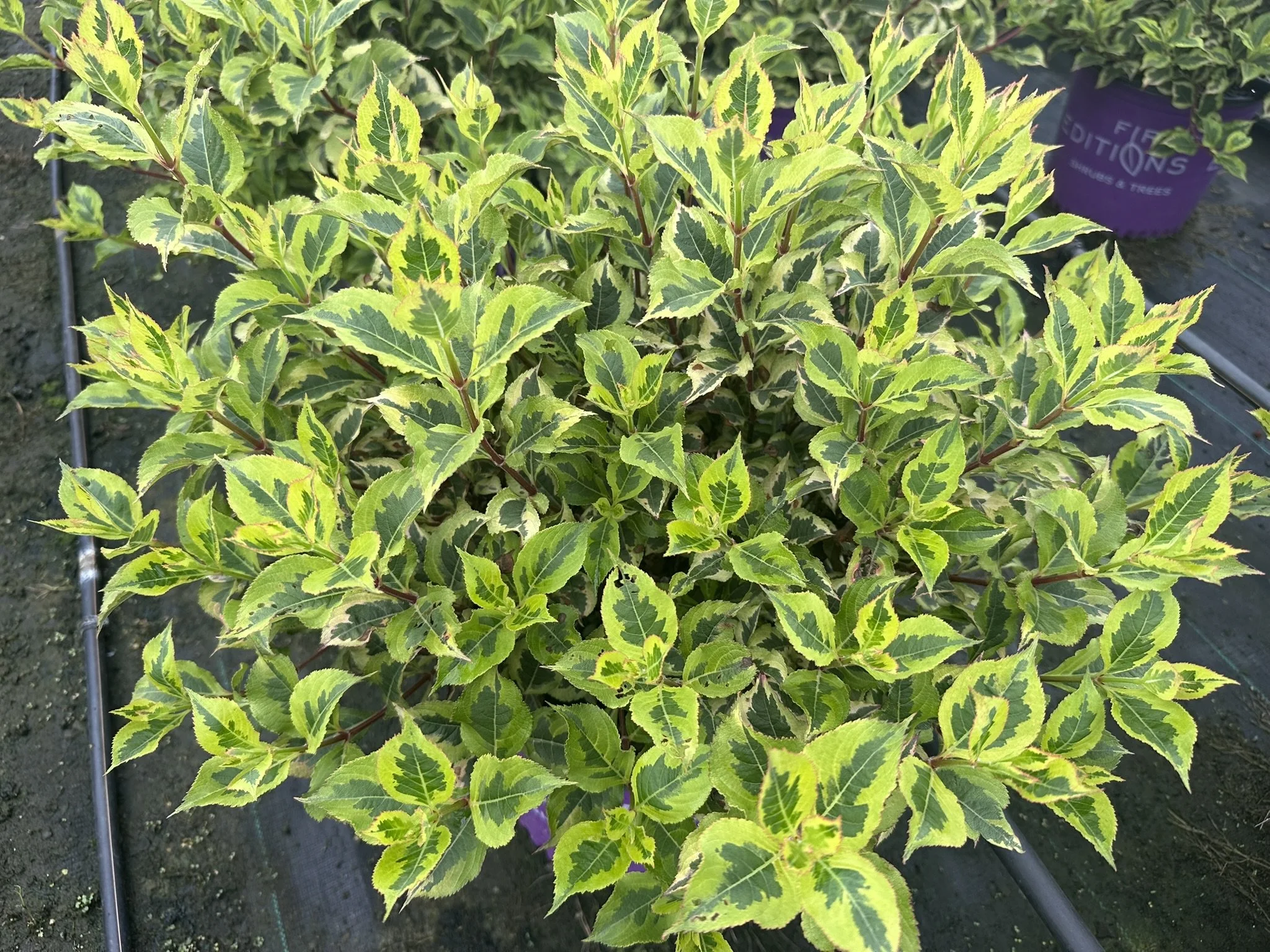 Weigela florida Rainbow Sensation™ 'Kolmagira' PP20384