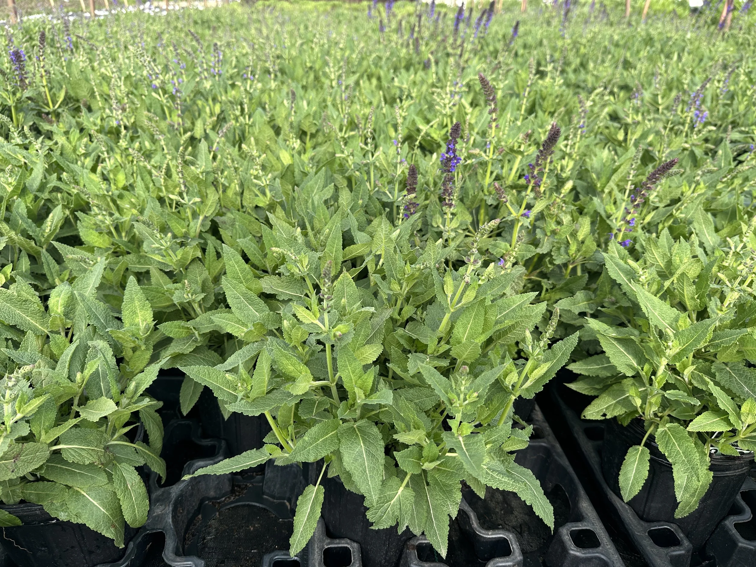 Salvia nemorosa 'May Night' ('Mainacht')