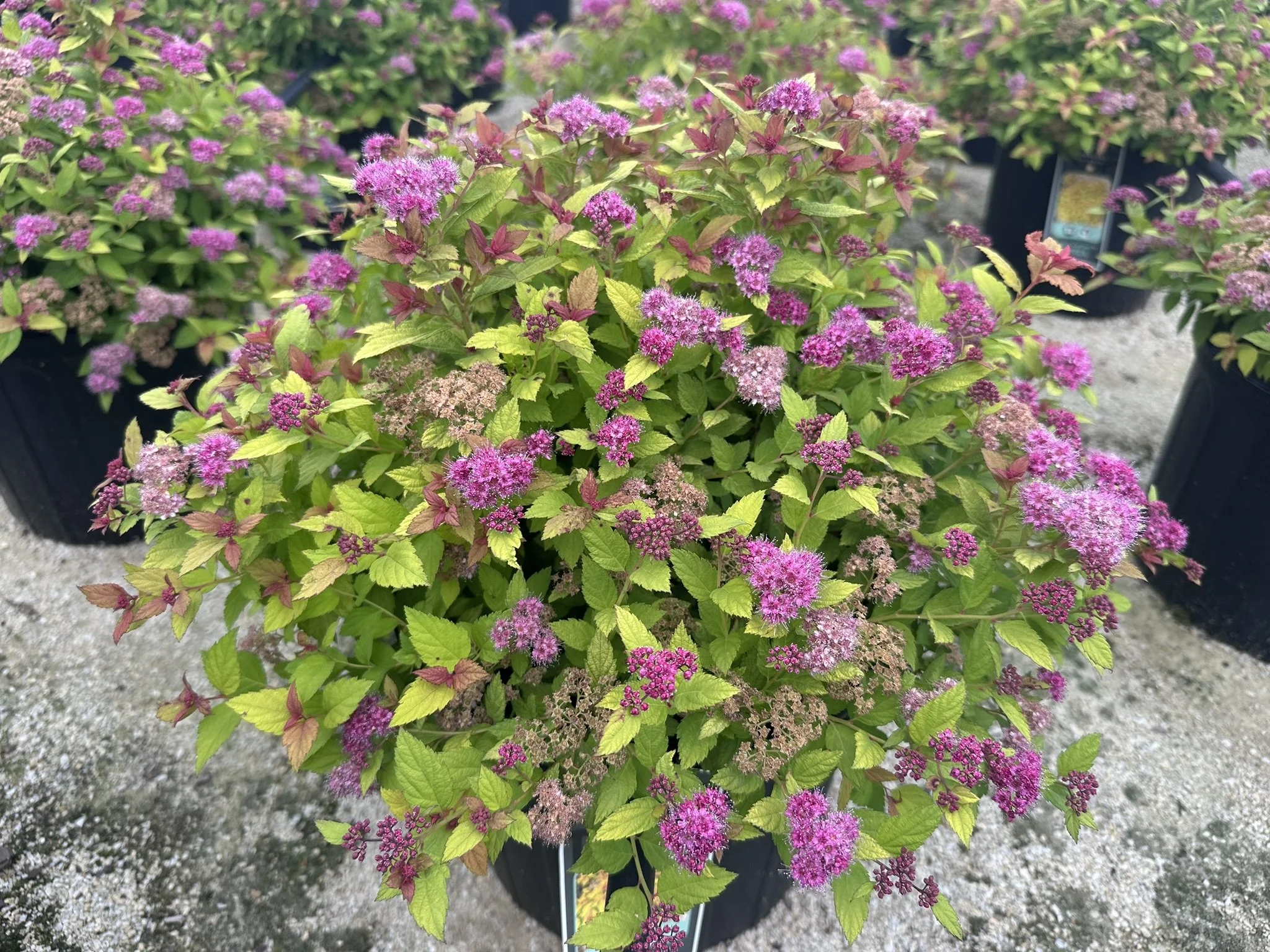 Spiraea japonica Magic Carpet™ 'Walbuma' PP9363