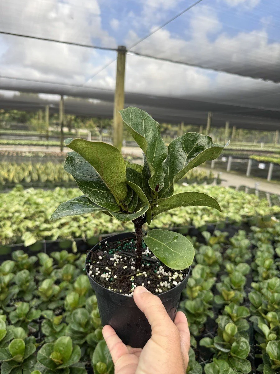 6IN Ficus Bambino.jpg
