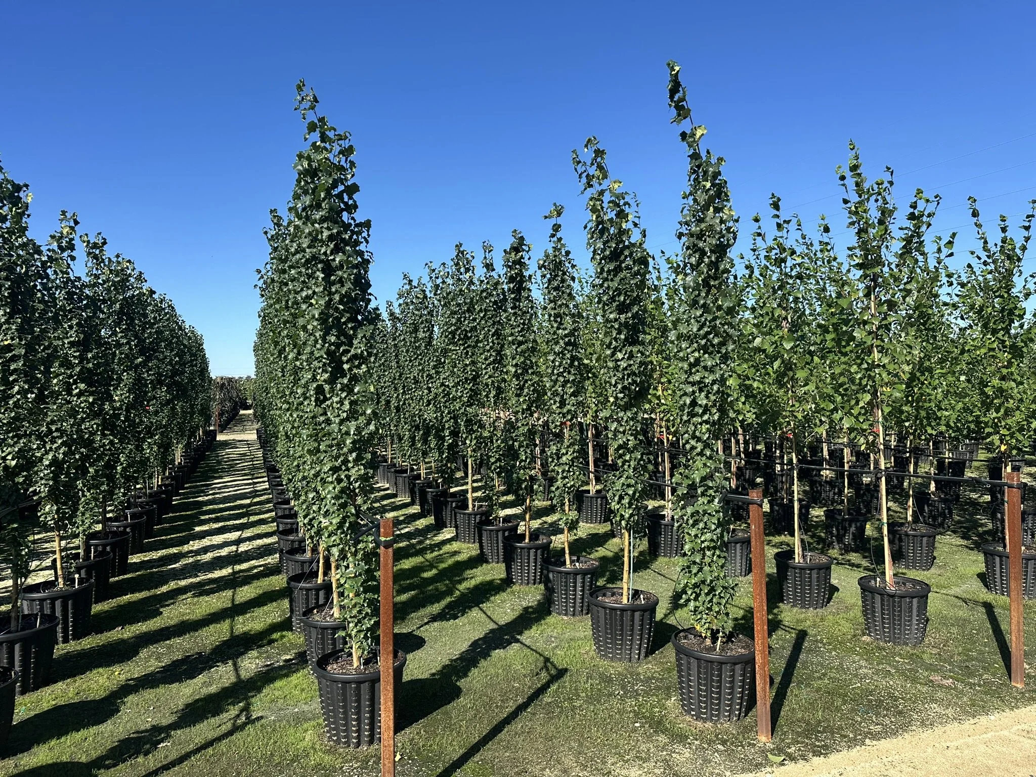 Betula platyphylla 'Jefpark' Parkland Pillar™