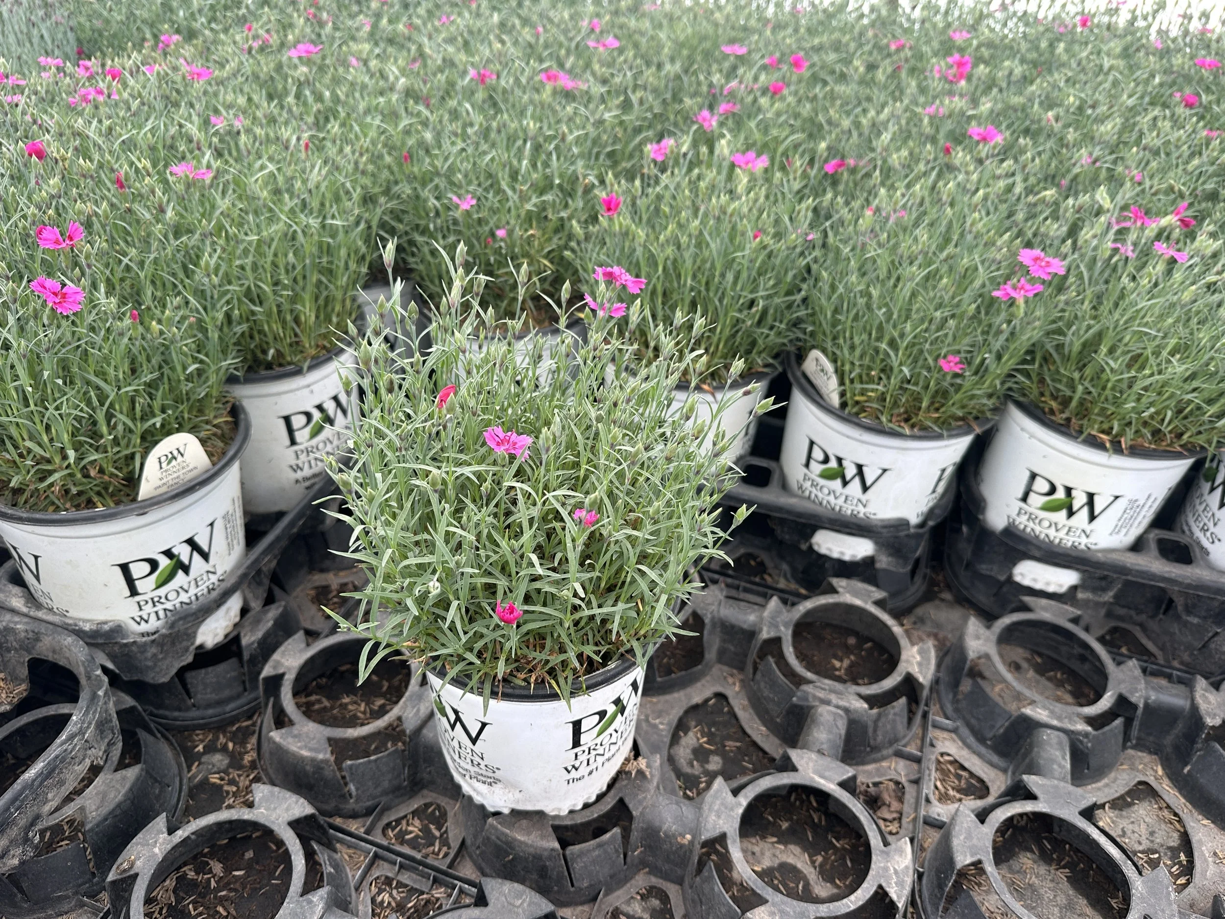 Dianthus 'Paint the Town Fancy' PP34503