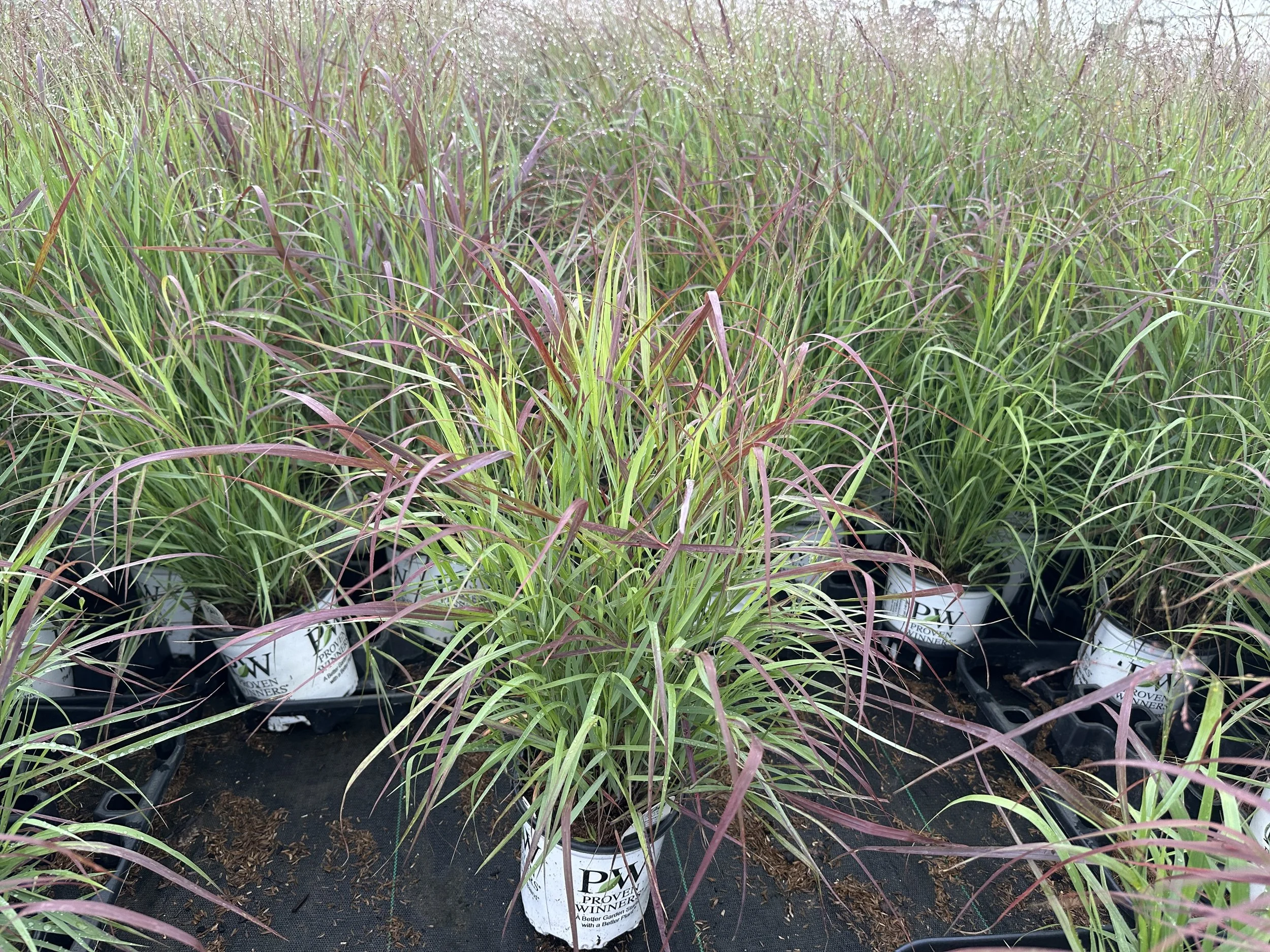 Panicum virgatum Prairie Winds® 'Cheyenne Sky' PP23209